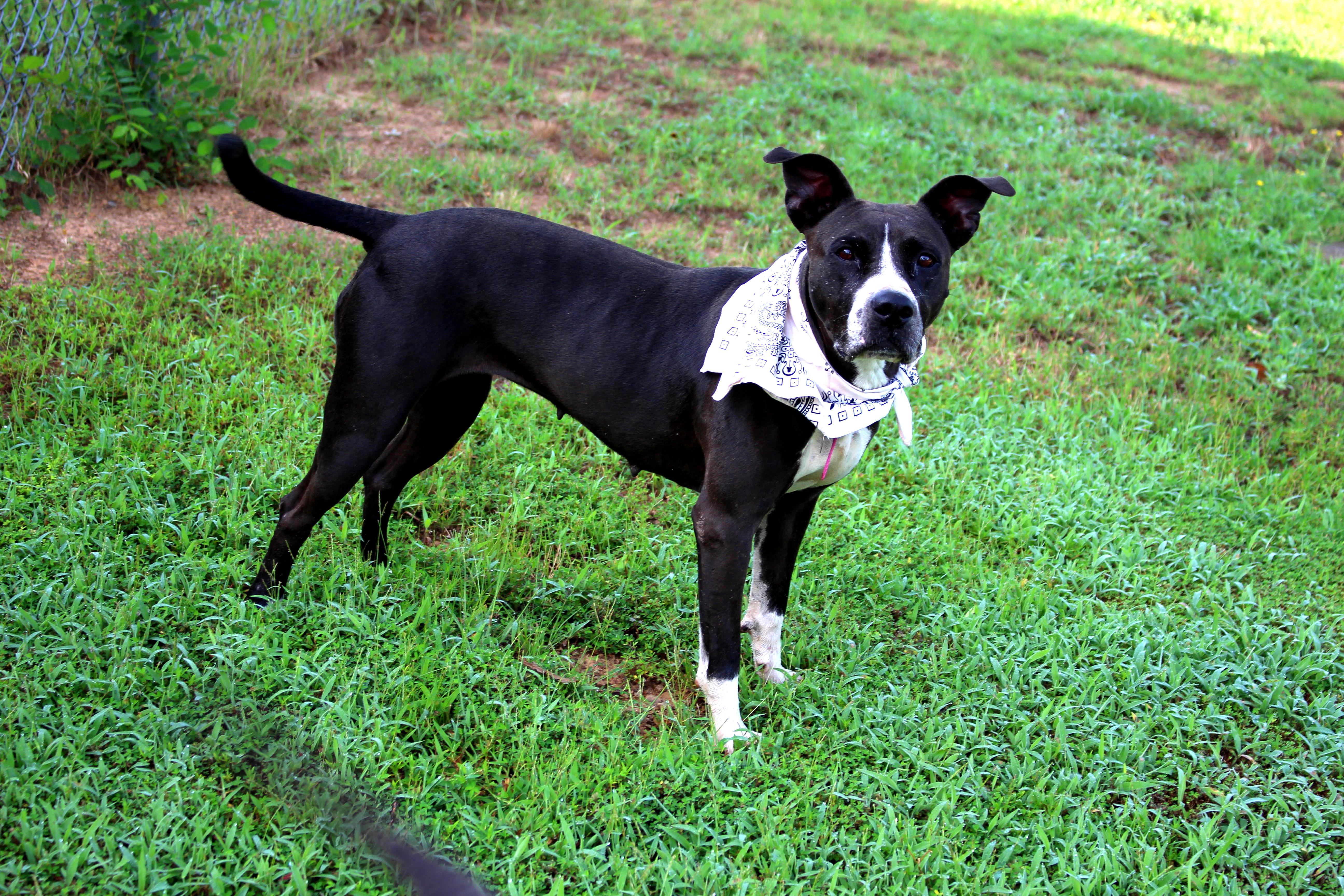 Lady, a Adoptable mixed breed in Muldrow, OK image 1/6