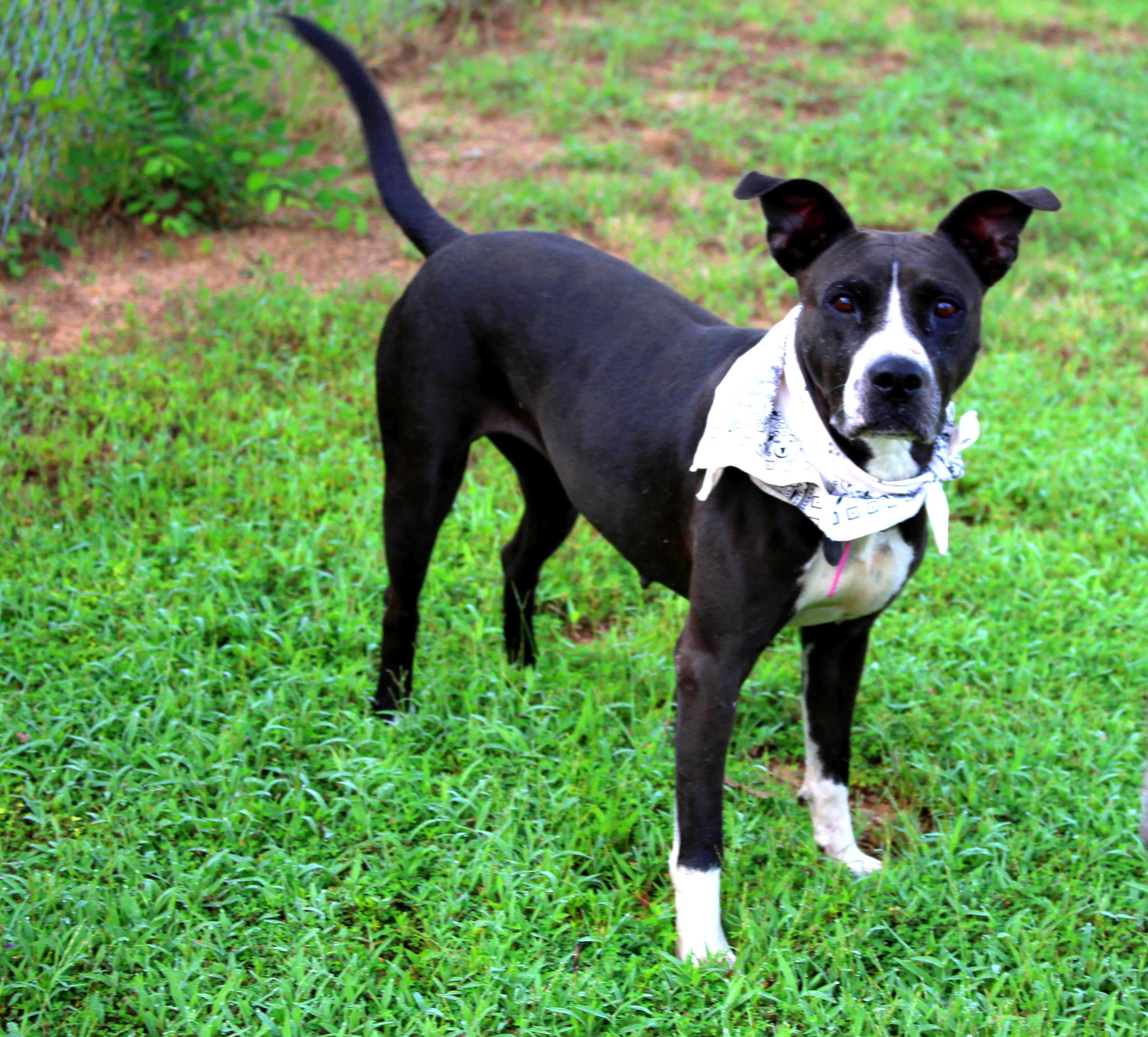 Lady, a Adoptable mixed breed in Muldrow, OK image 5/6