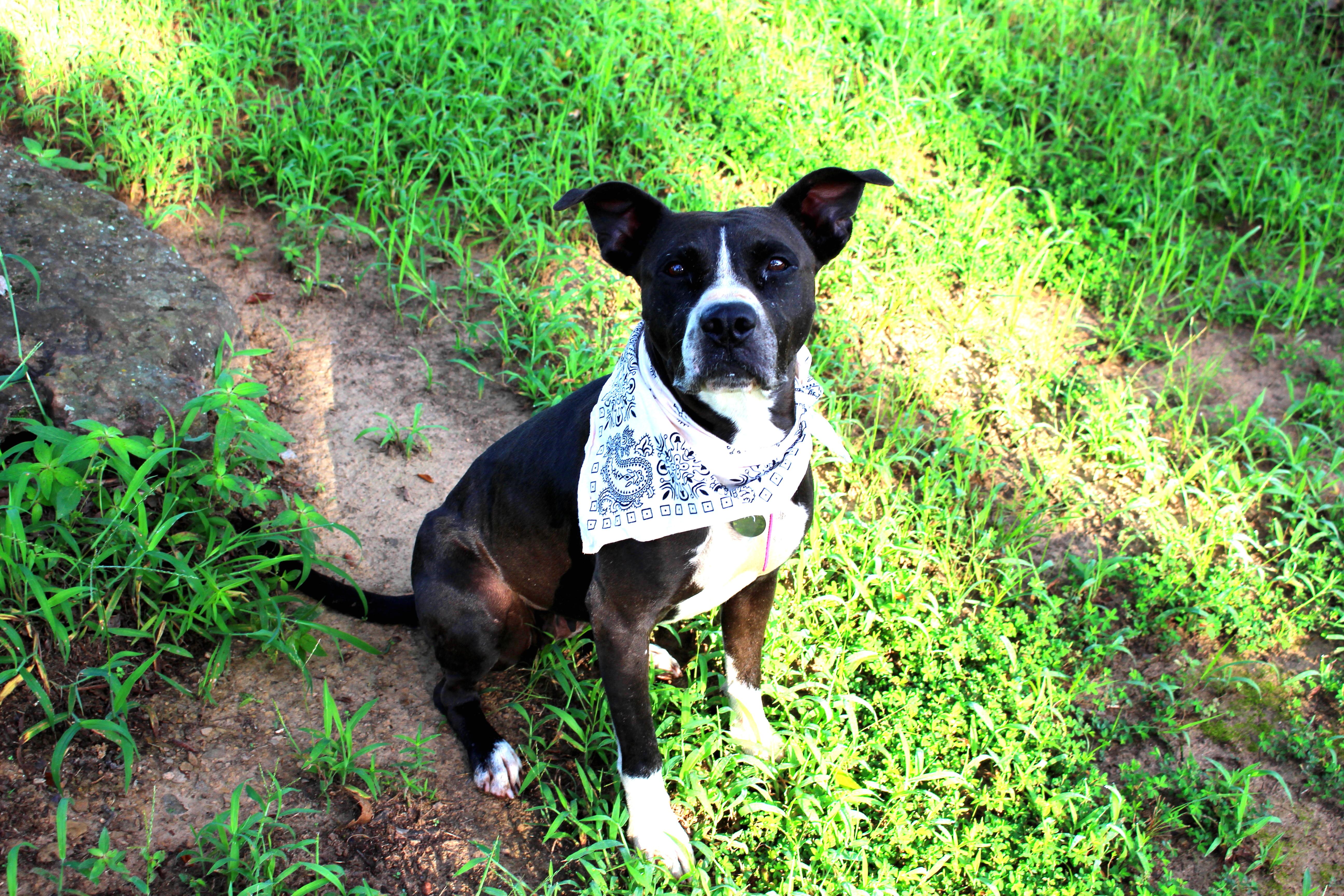 Lady, a Adoptable mixed breed in Muldrow, OK image 2/6