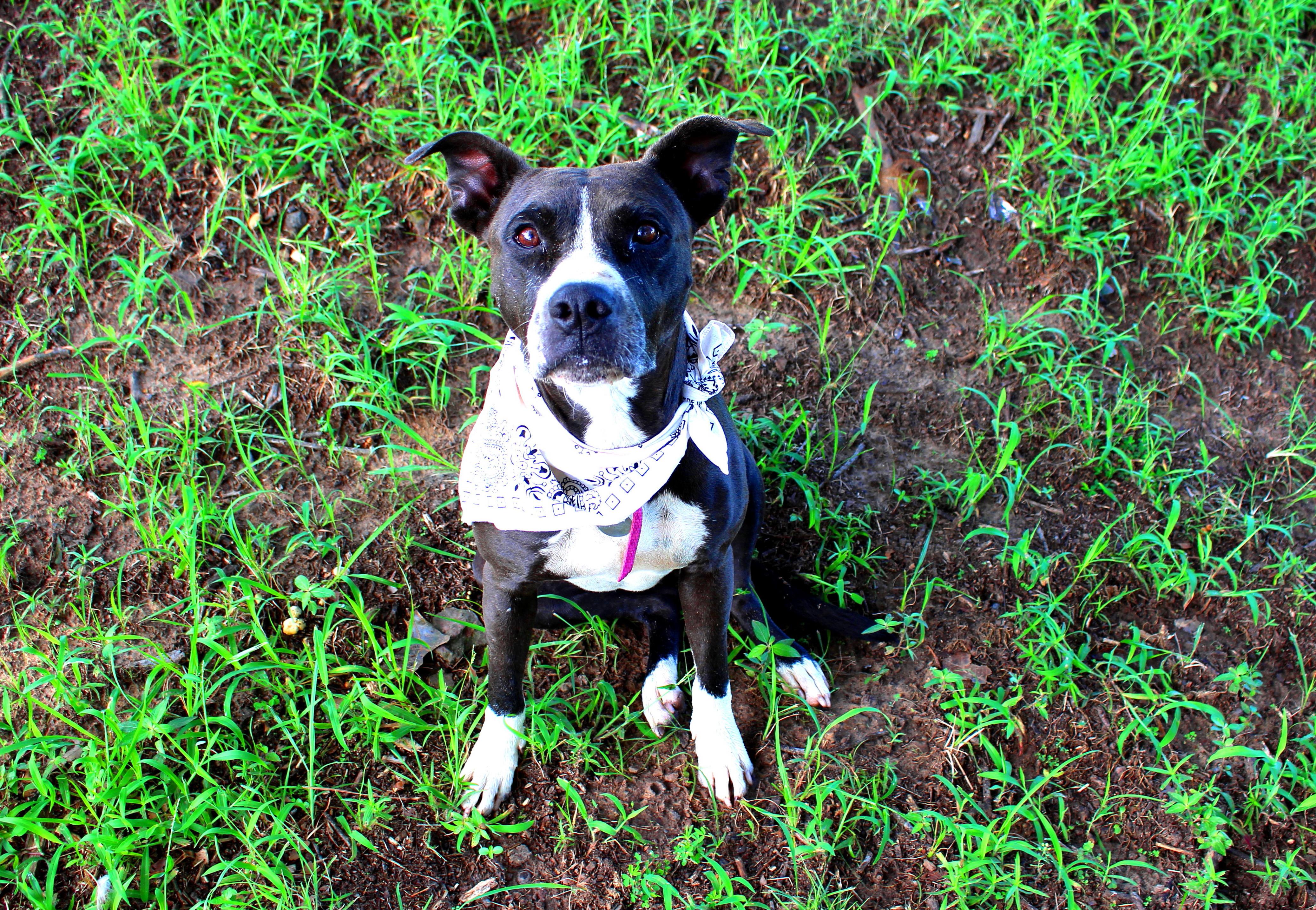 Lady, a Adoptable mixed breed in Muldrow, OK image 6/6
