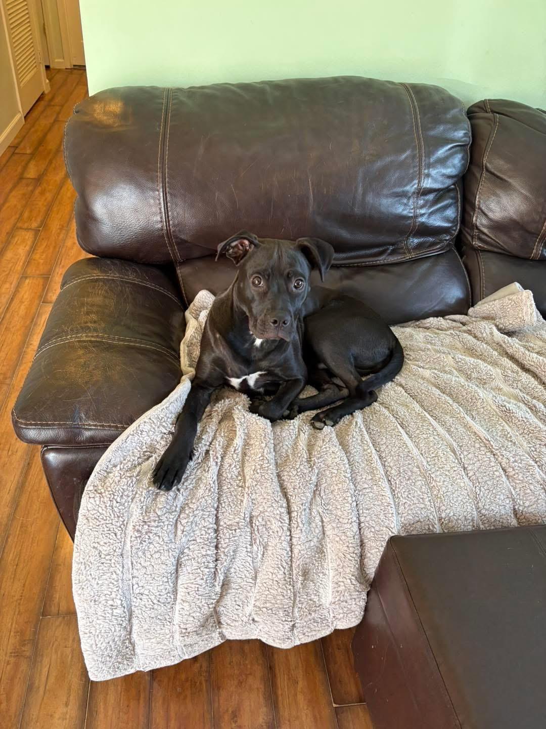 Enlarge Hot Sauce, a ADOPTABLE mixed breed in Louisville, KY image 2/2