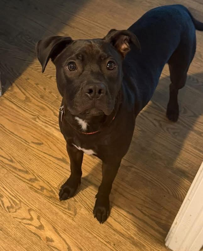 Hot Sauce, ADOPTABLE, Puppy Male Boxer & American Staffordshire Terrier.