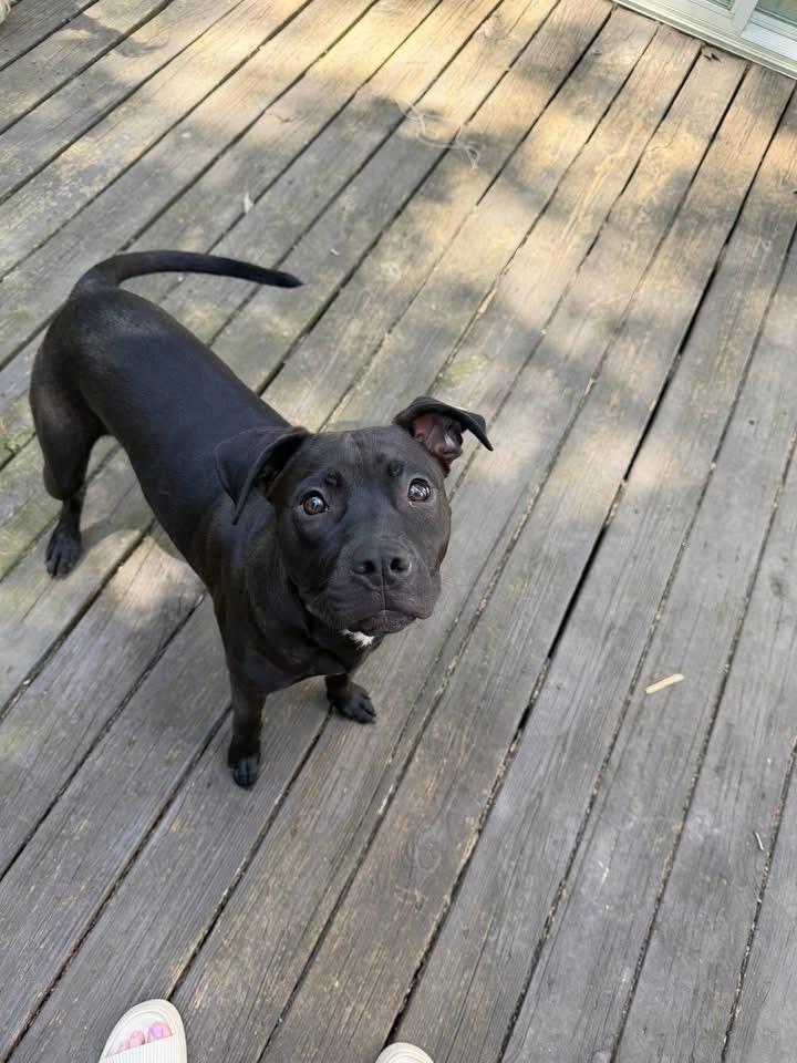 Enlarge Hot Sauce, a ADOPTABLE mixed breed in Louisville, KY image 2/4