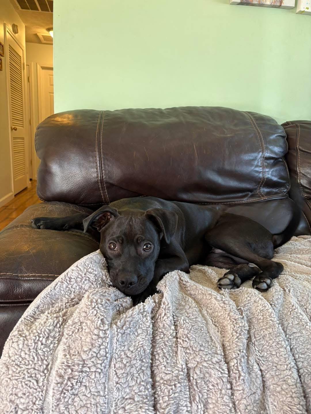 Enlarge Hot Sauce, a ADOPTABLE mixed breed in Louisville, KY image 1/2