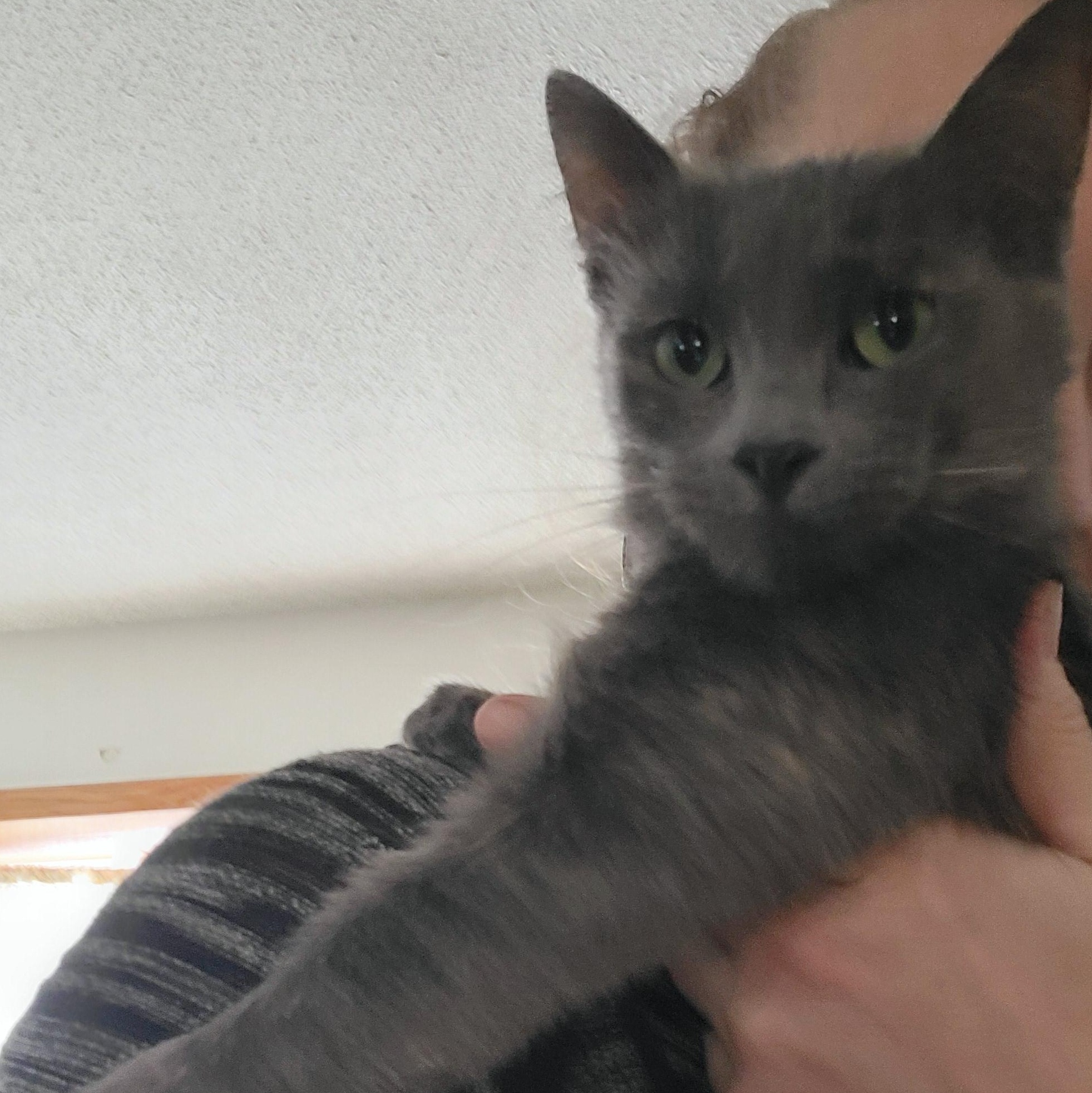 Ladybug, Adopted, Adult Female Domestic Short Hair.