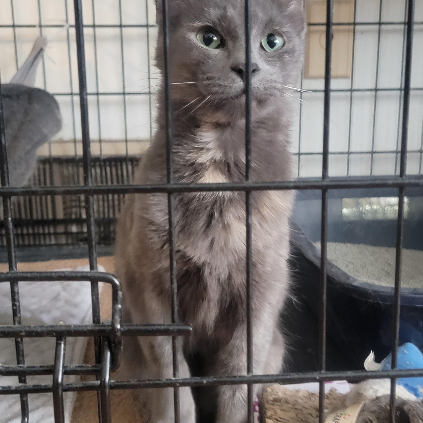 Enlarge Ladybug, a Adopted Domestic Short Hair in Anoka, MN image 1/3