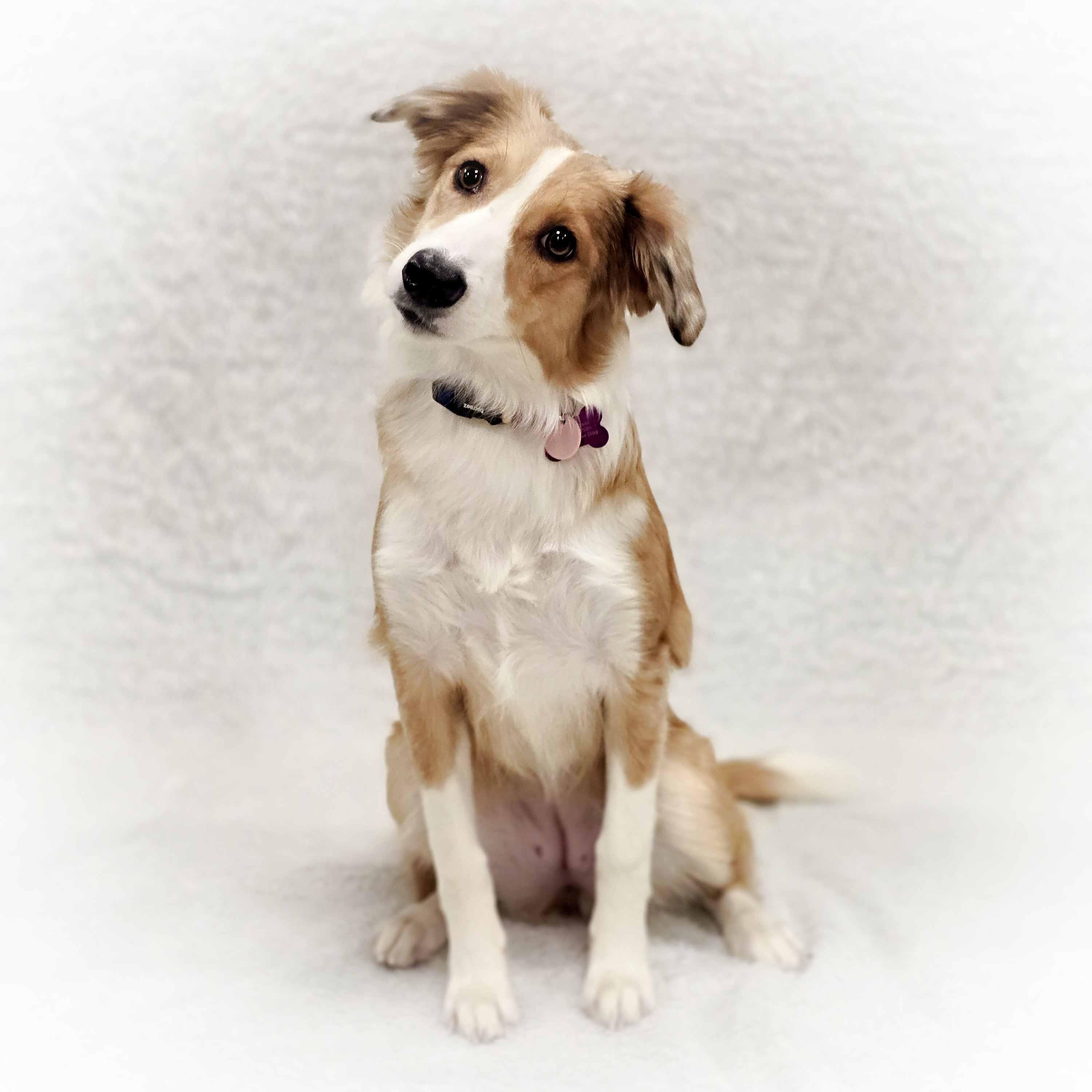 Emerie, Adoptable, Young Female Australian Cattle Dog / Blue Heeler.