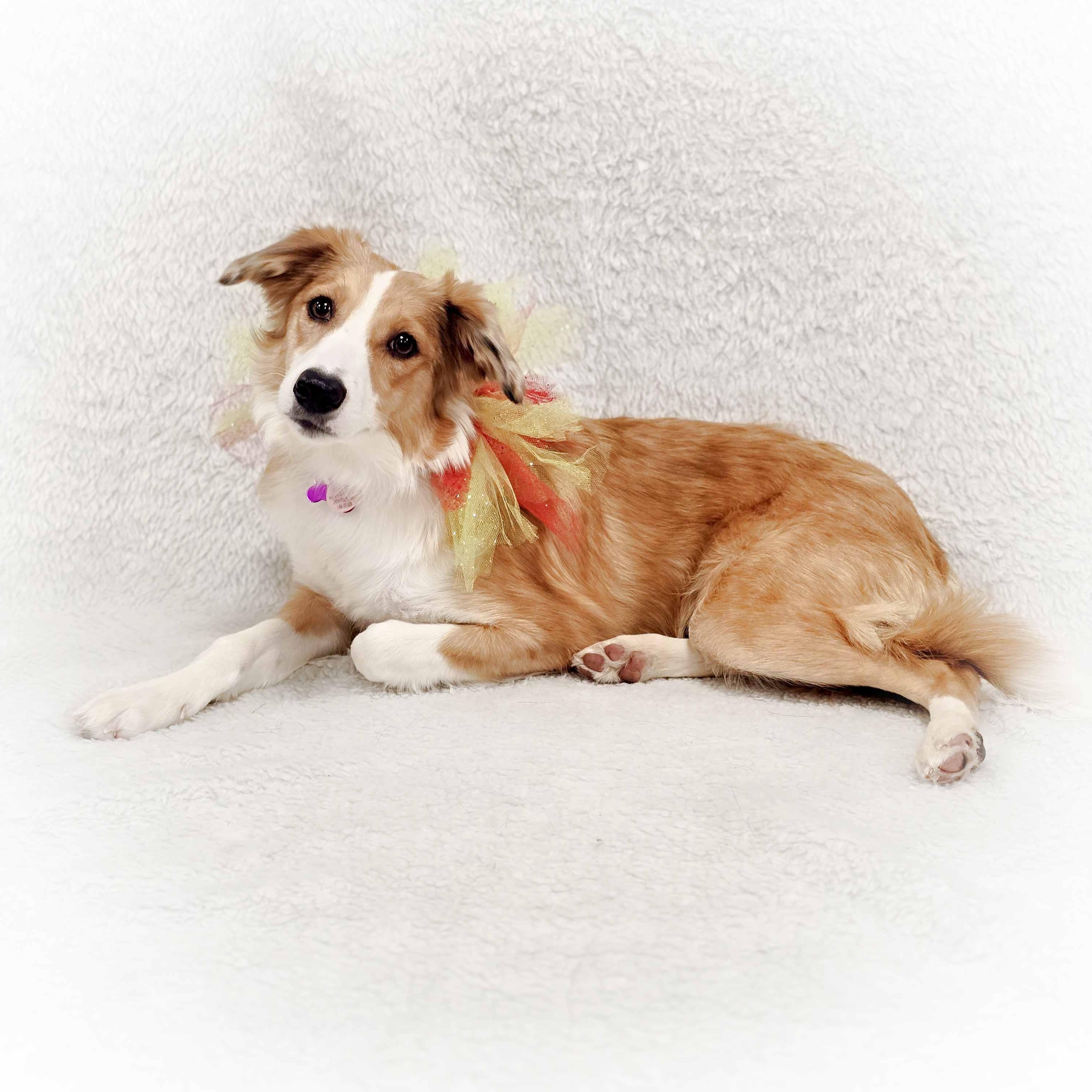 Enlarge Emerie, a Adoptable mixed breed in Itasca, IL image 2/4