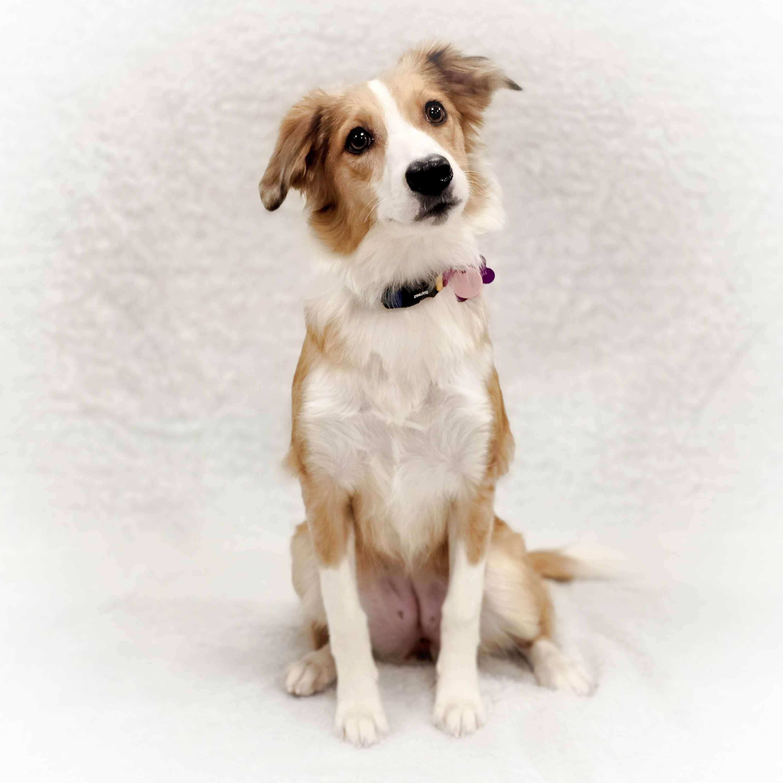 Enlarge Emerie, a Adoptable mixed breed in Itasca, IL image 3/4