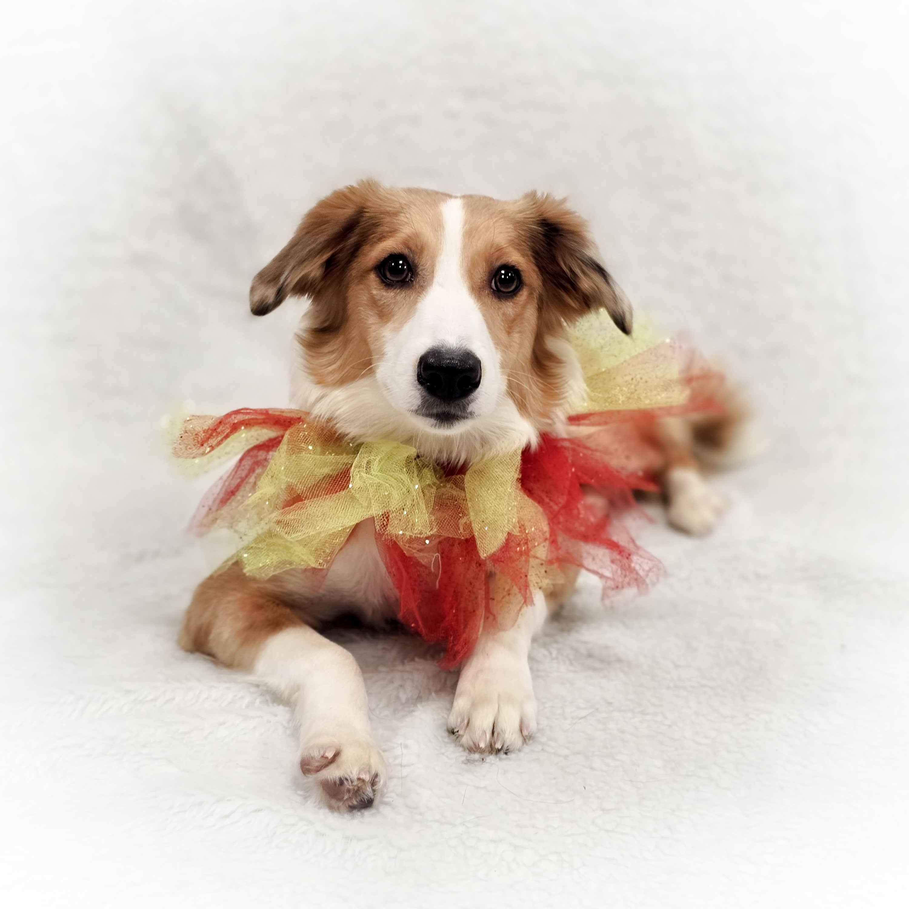 Enlarge Emerie, a Adoptable mixed breed in Itasca, IL image 4/4