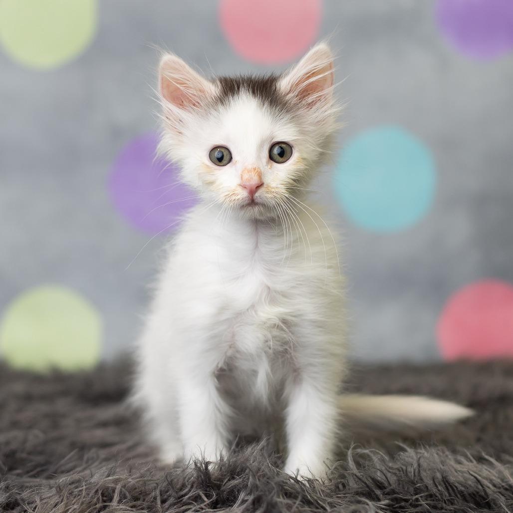 Doc Holliday, Adoptable, Kitten Male Domestic Medium Hair.