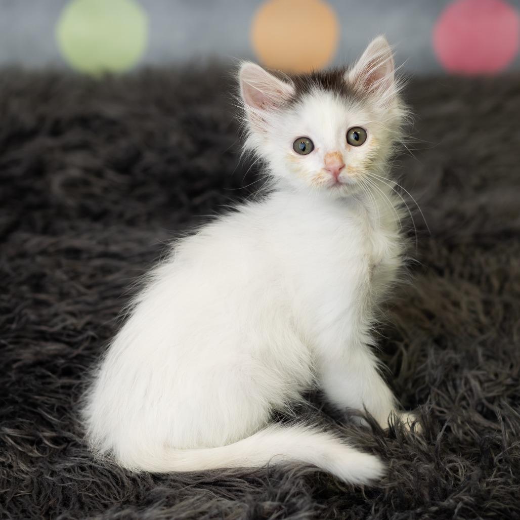 Doc Holliday, a Adoptable Domestic Medium Hair in St. Paul, MN image 2/6