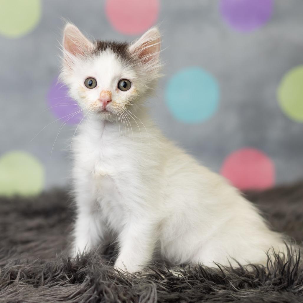 Doc Holliday, a Adoptable Domestic Medium Hair in St. Paul, MN image 3/6