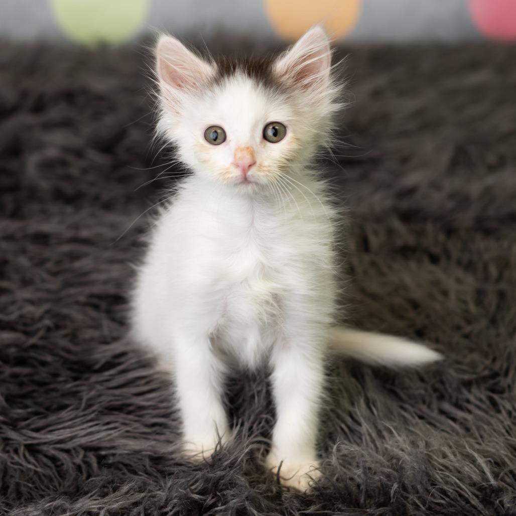 Doc Holliday, a Adoptable Domestic Medium Hair in St. Paul, MN image 4/6