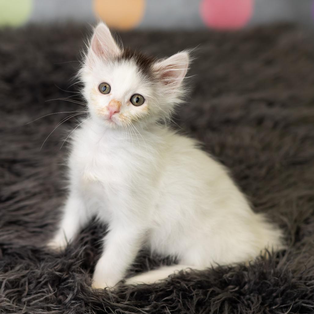 Doc Holliday, a Adoptable Domestic Medium Hair in St. Paul, MN image 5/6