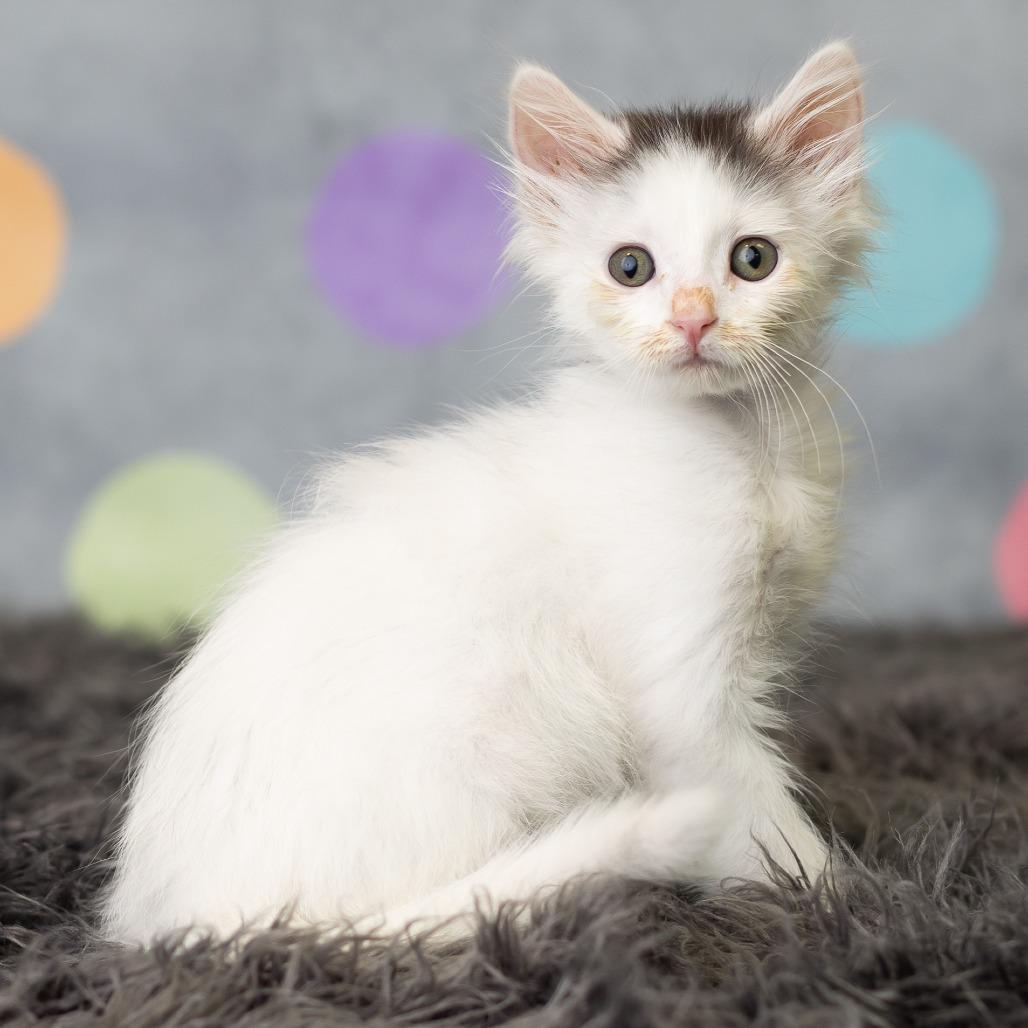 Doc Holliday, a Adoptable Domestic Medium Hair in St. Paul, MN image 6/6