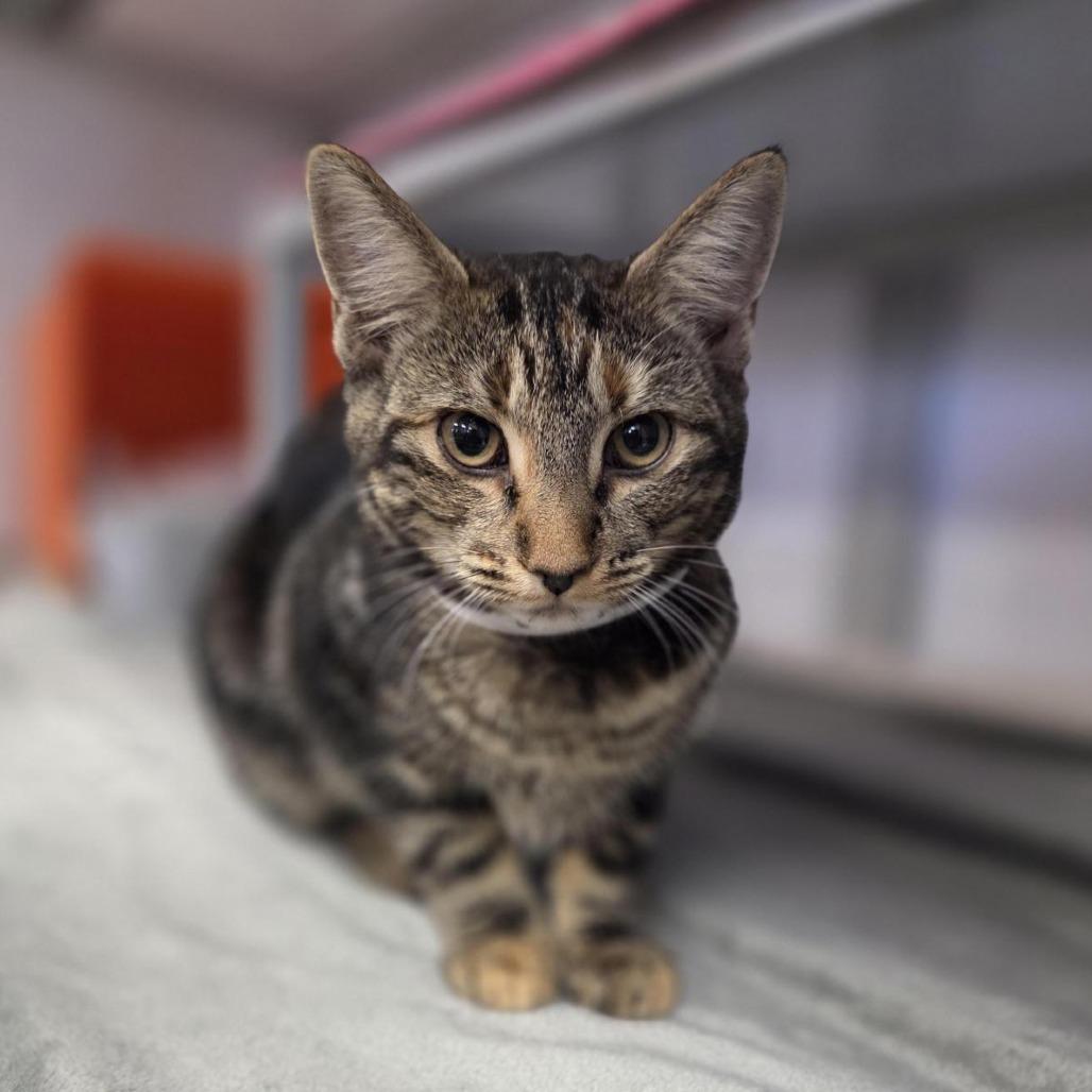 Cherie, Adoptable, Young Female Domestic Short Hair.