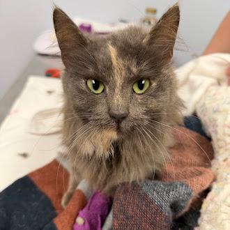 Enlarge Wisp, a Adoptable mixed breed in Gwinn, MI image 1/1