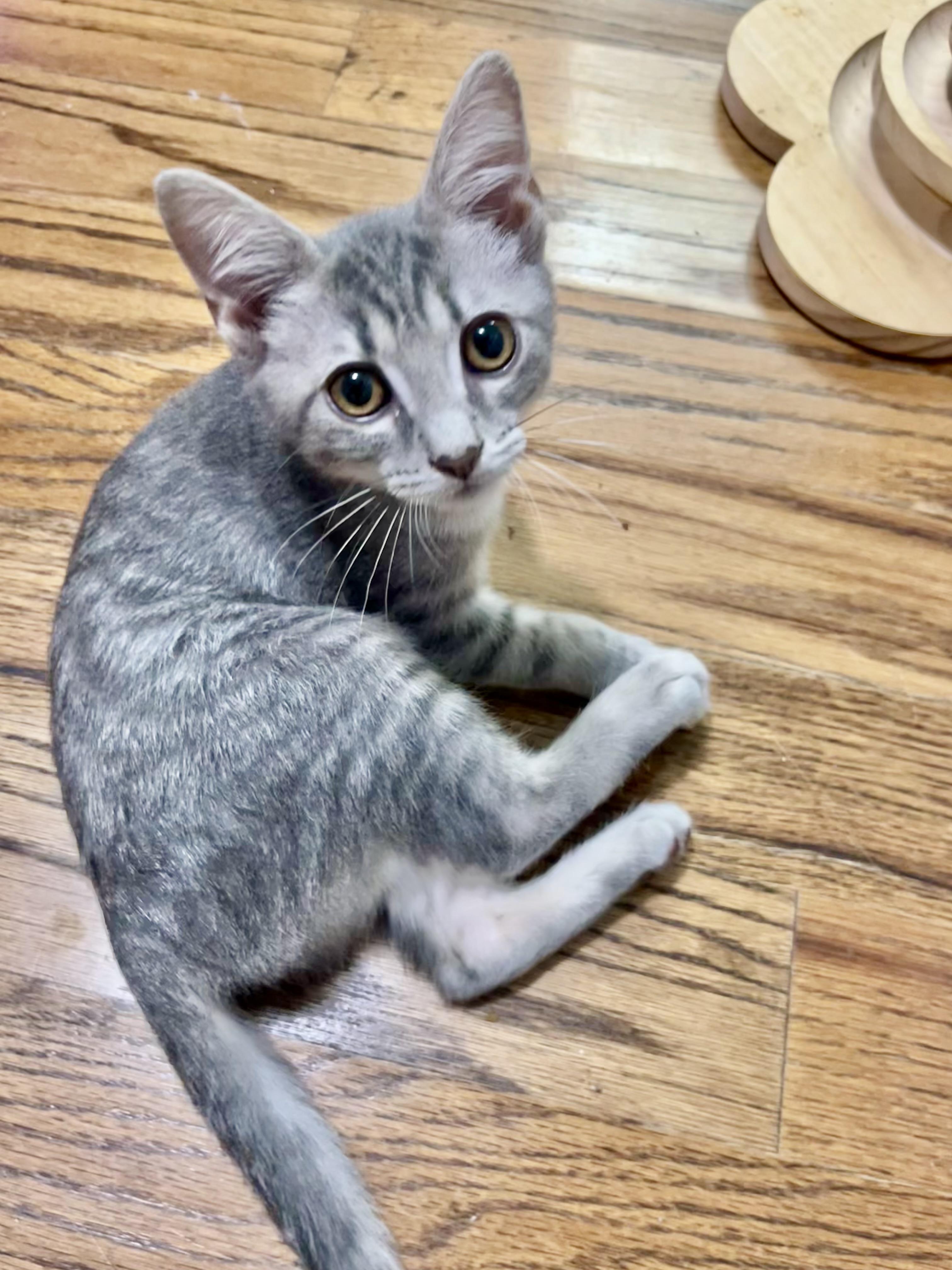 Enlarge Bernard, a Adoptable Domestic Short Hair in Mount Juliet, TN image 4/6