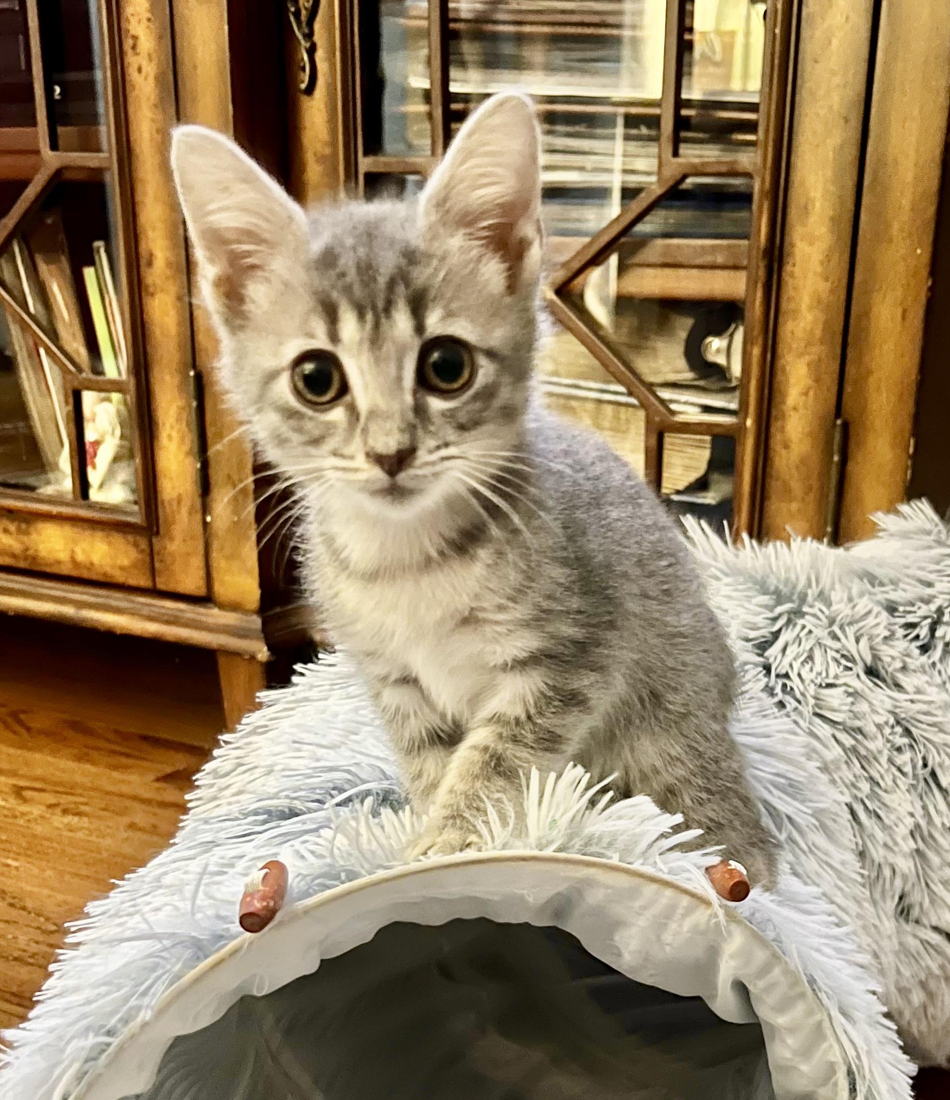 Enlarge Bernard, a Adoptable Domestic Short Hair in Mount Juliet, TN image 6/6