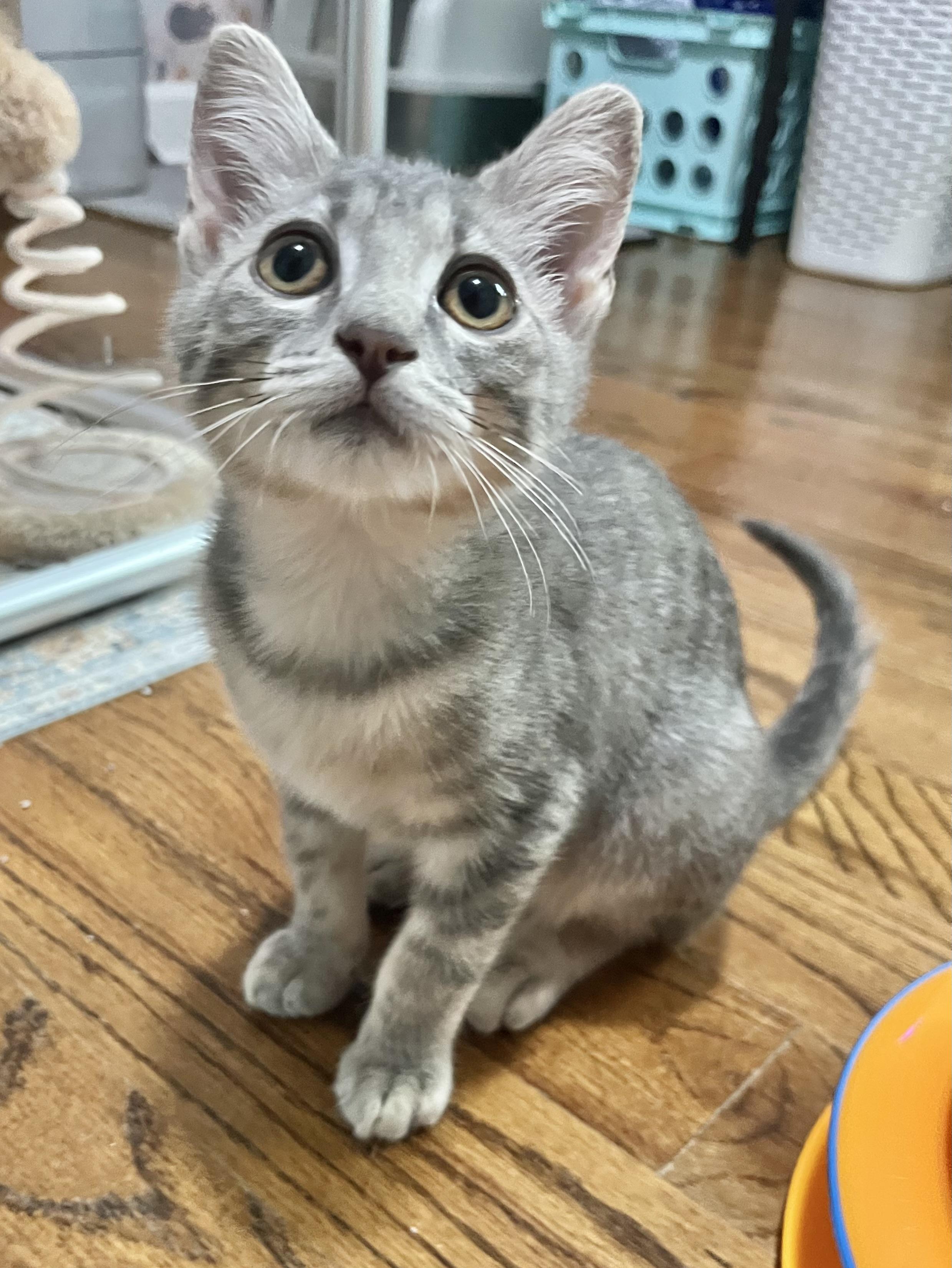 Enlarge Bernard, a Adoptable Domestic Short Hair in Mount Juliet, TN image 2/6