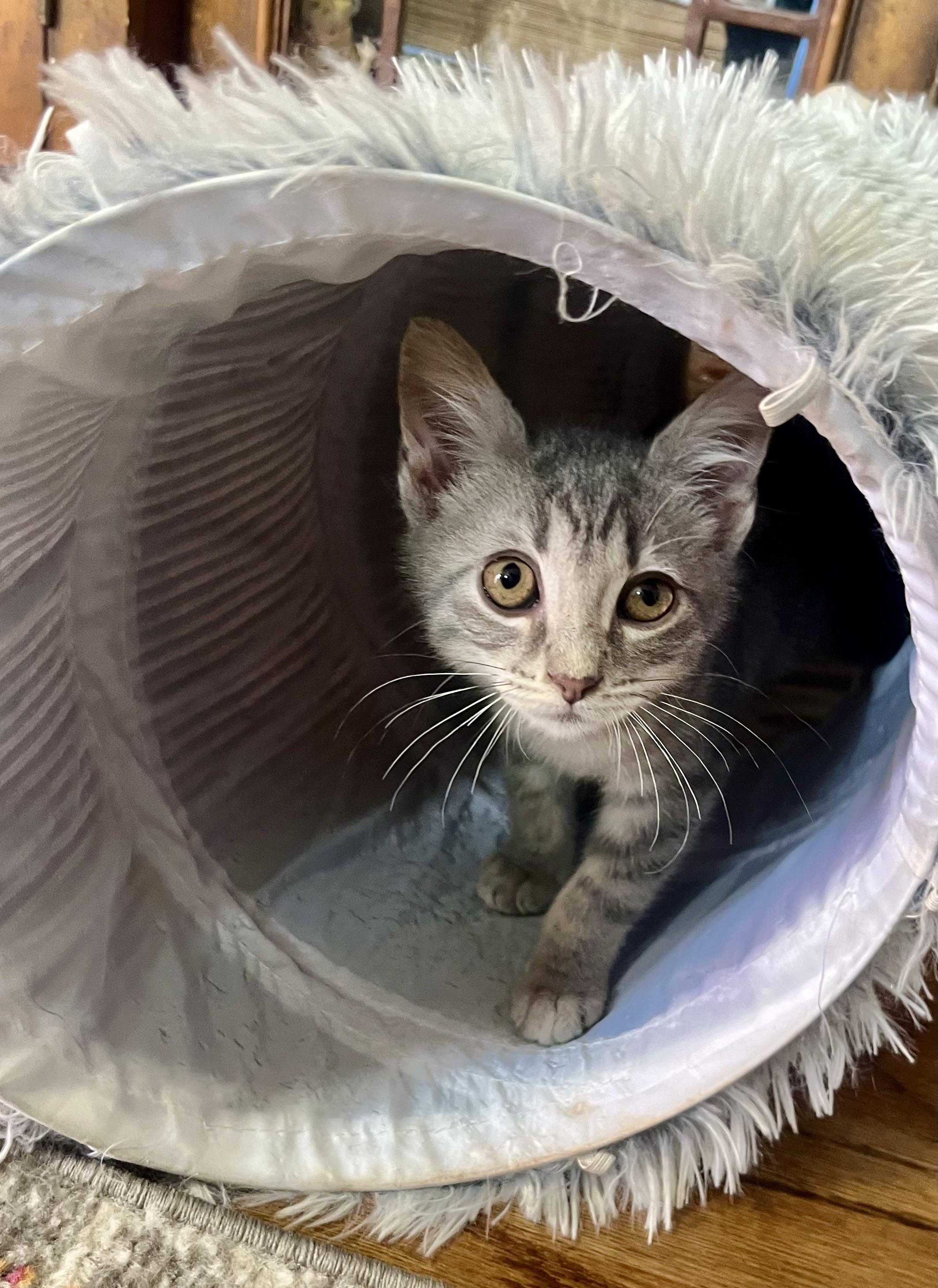 Enlarge Bernard, a Adoptable Domestic Short Hair in Mount Juliet, TN image 5/6