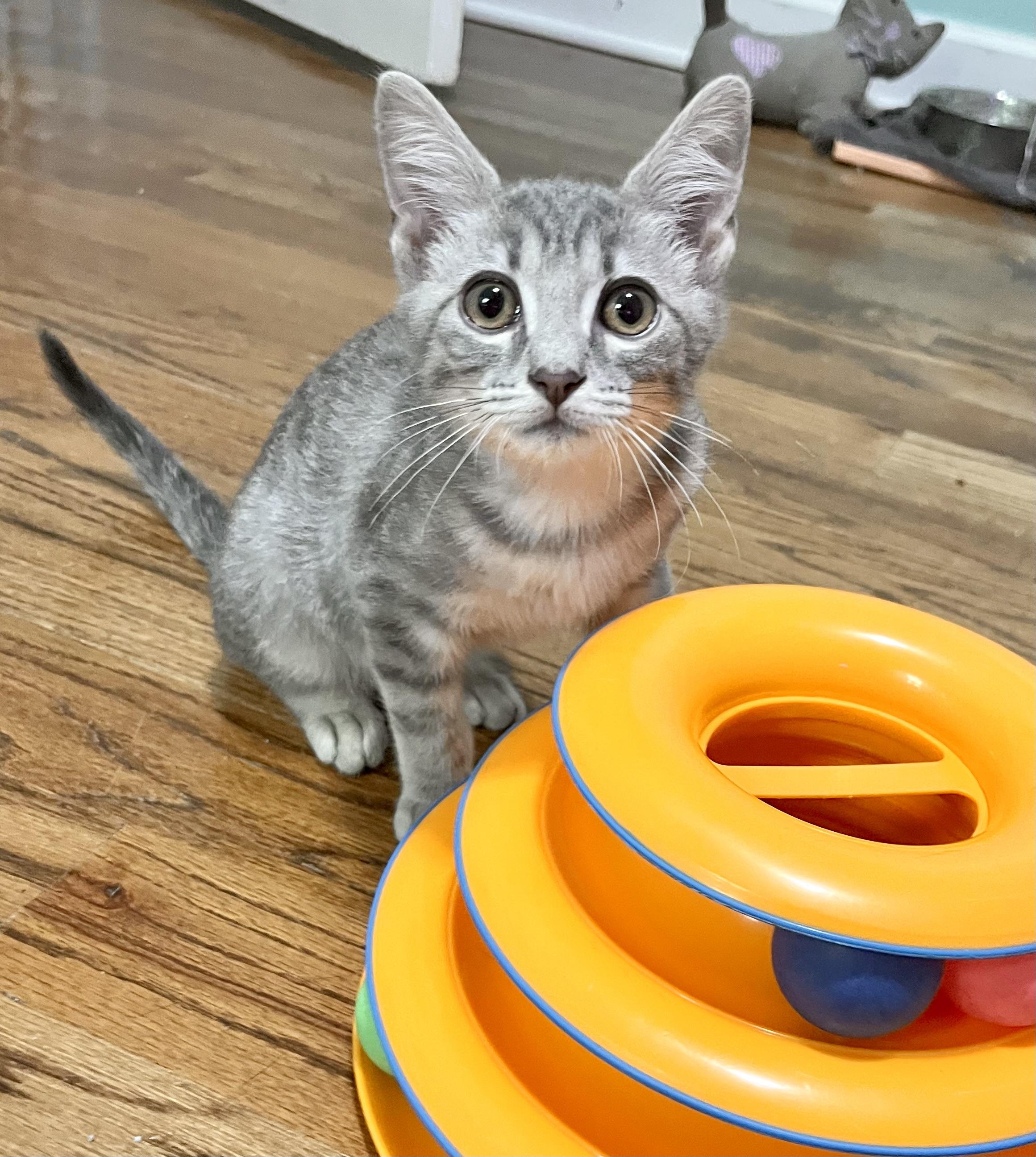 Bernard, Adoptable, Kitten Male Domestic Short Hair.