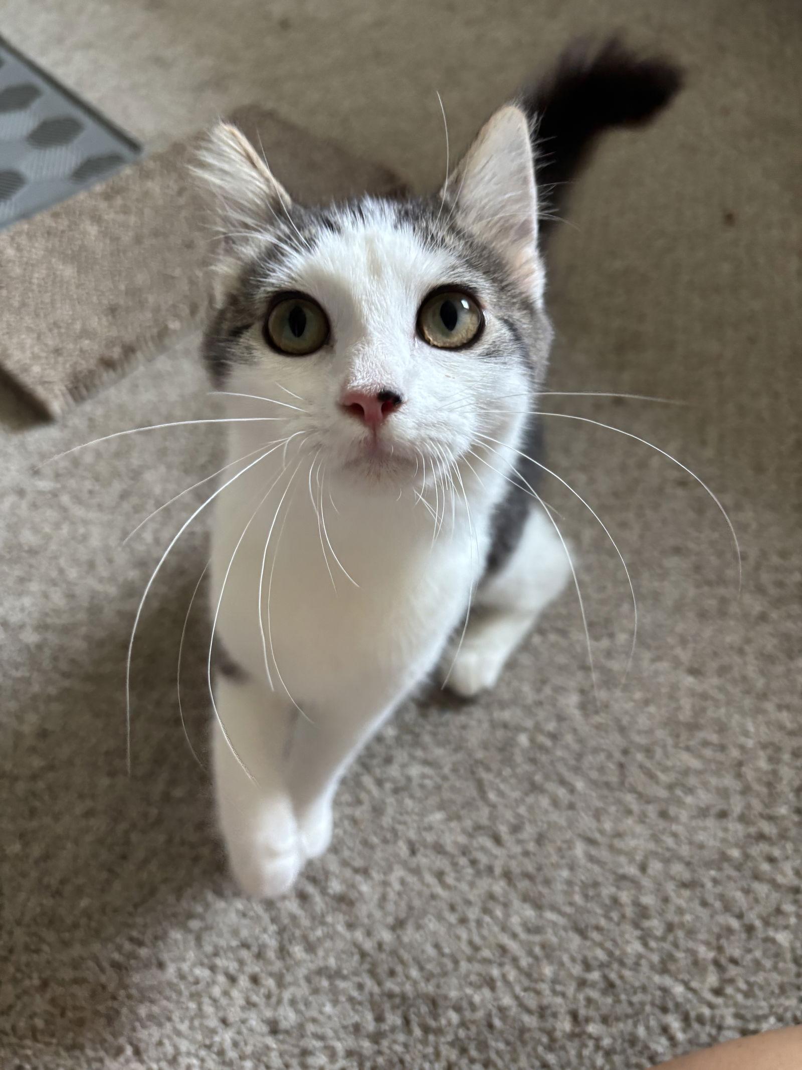 Marshmallow, a Adoptable Domestic Short Hair in The Woodlands, TX image 2/2