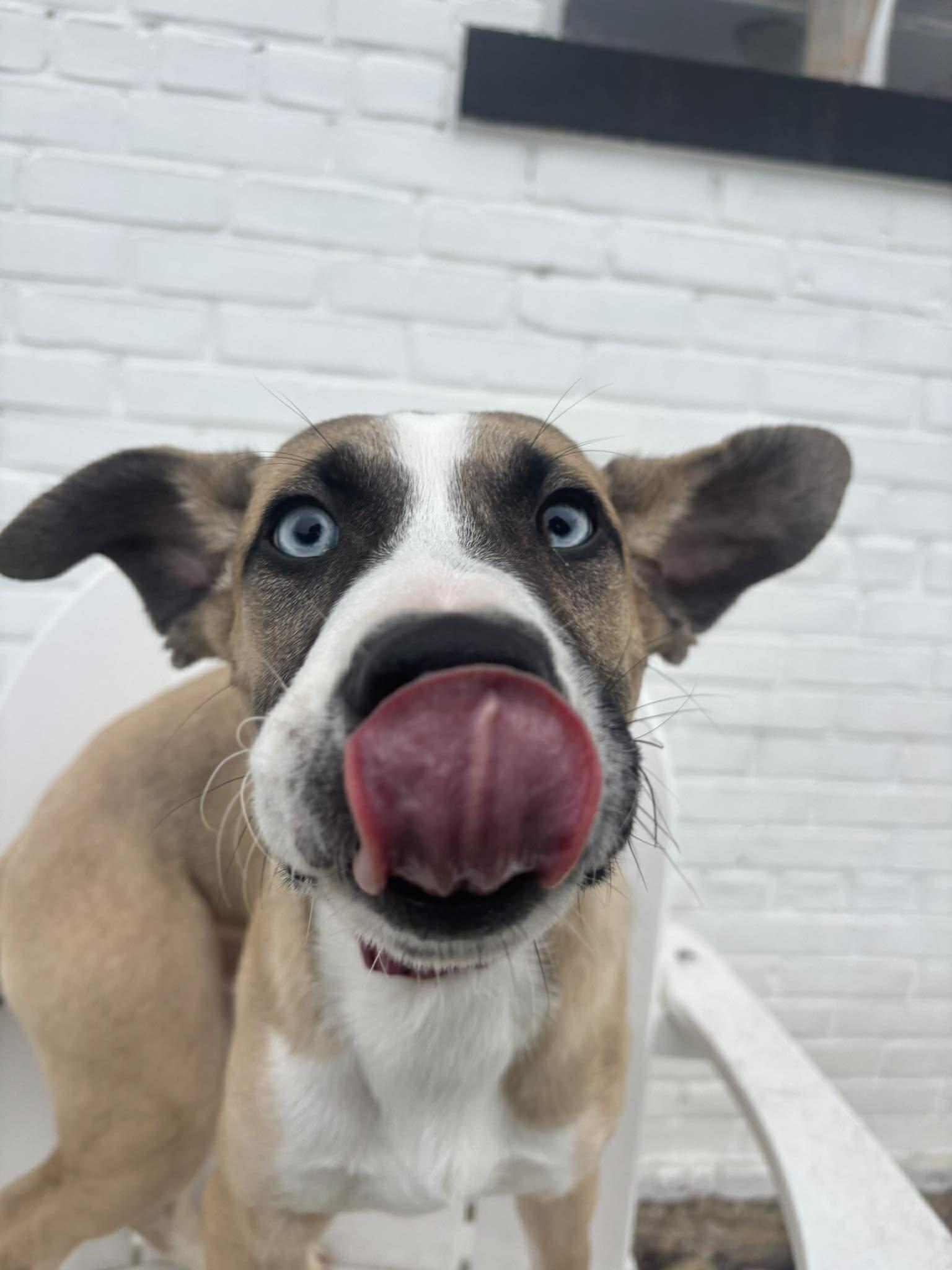 Cupid, Adoptable, Puppy Male Mixed Breed & Boxer.
