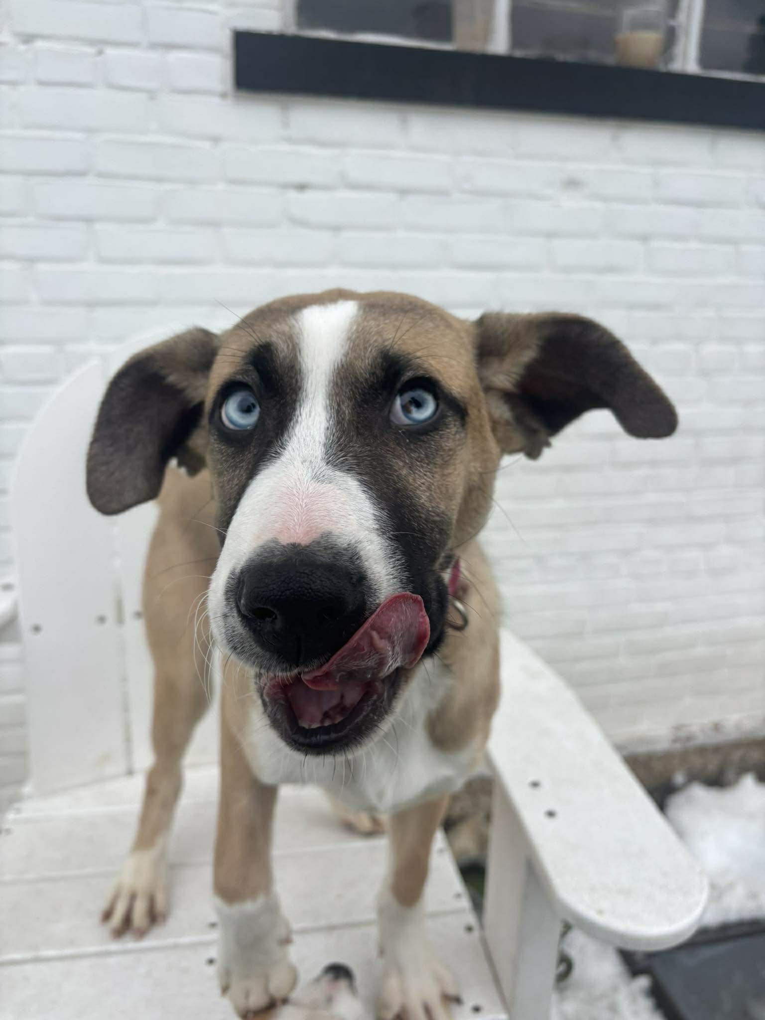 Enlarge Cupid, a Adoptable mixed breed in Stamford, CT image 2/5