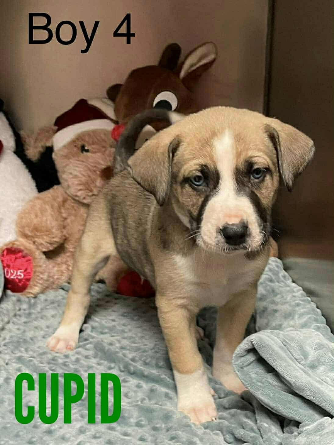 Enlarge Cupid, a Adoptable mixed breed in Stamford, CT image 4/5