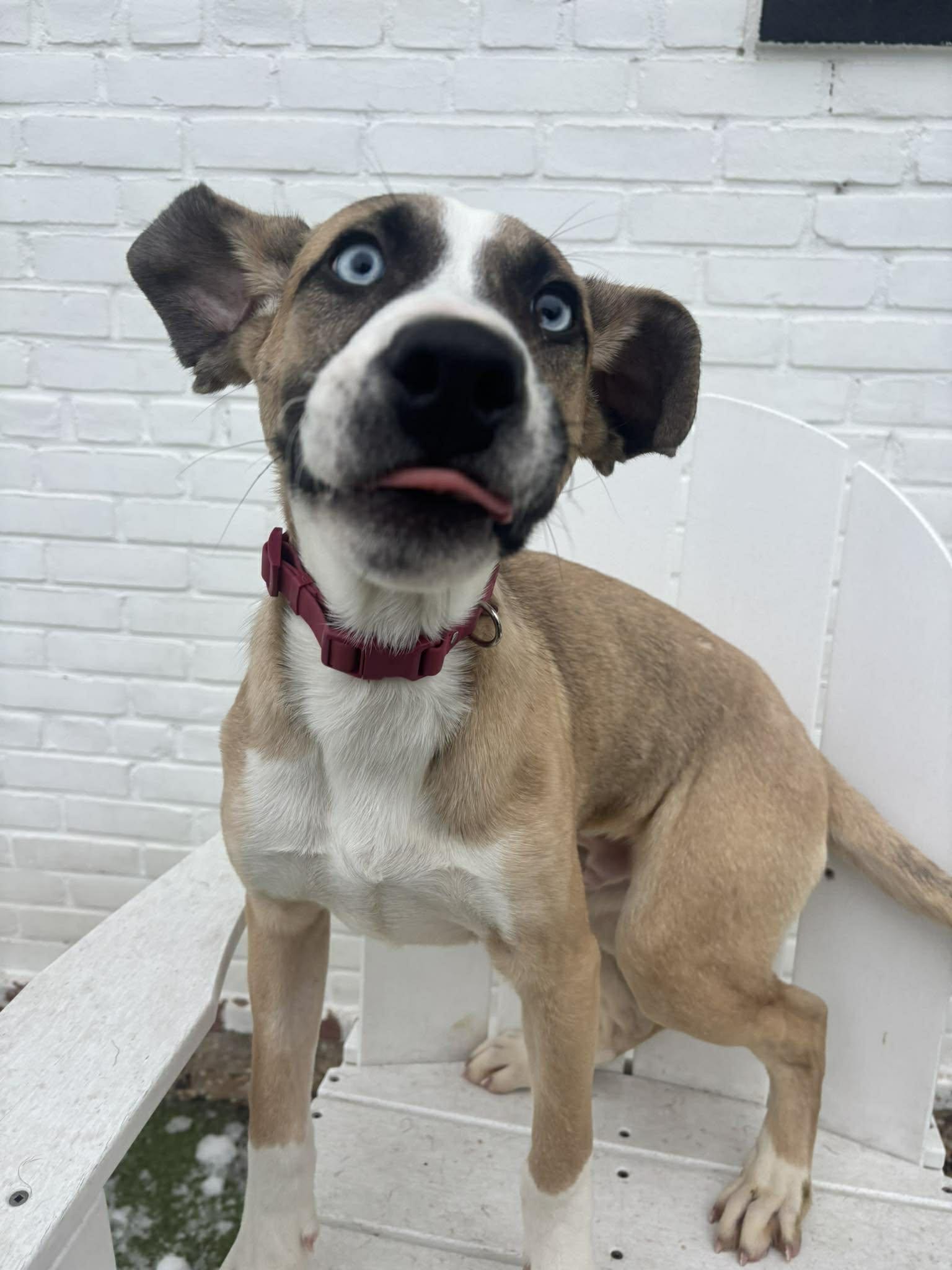 Enlarge Cupid, a Adoptable mixed breed in Stamford, CT image 3/5