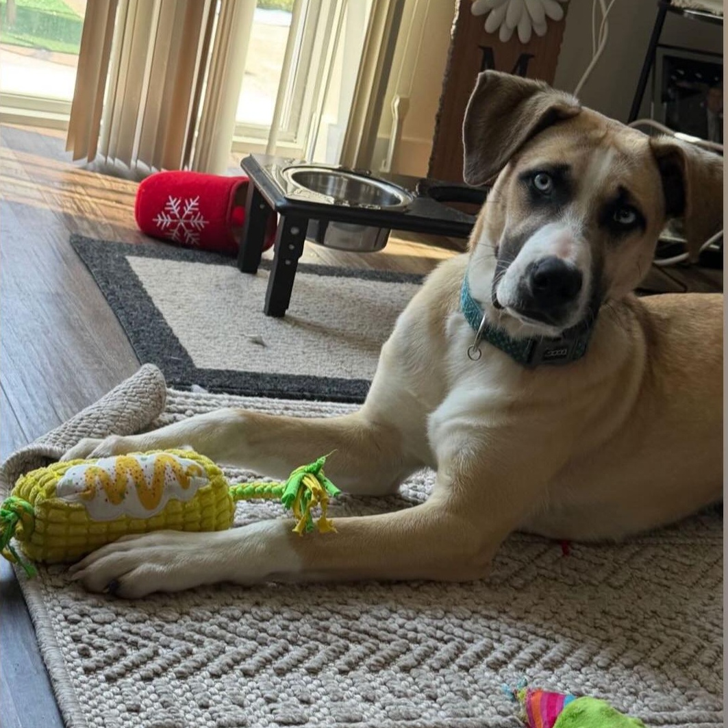 Cupid, Adoptable, Young Male Mixed Breed & Boxer.