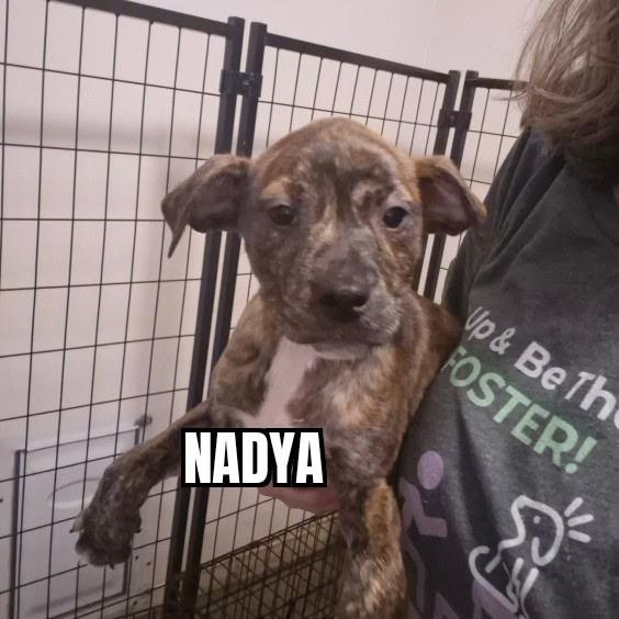 Nadya, adopted, Puppy Female Pit Bull Terrier.