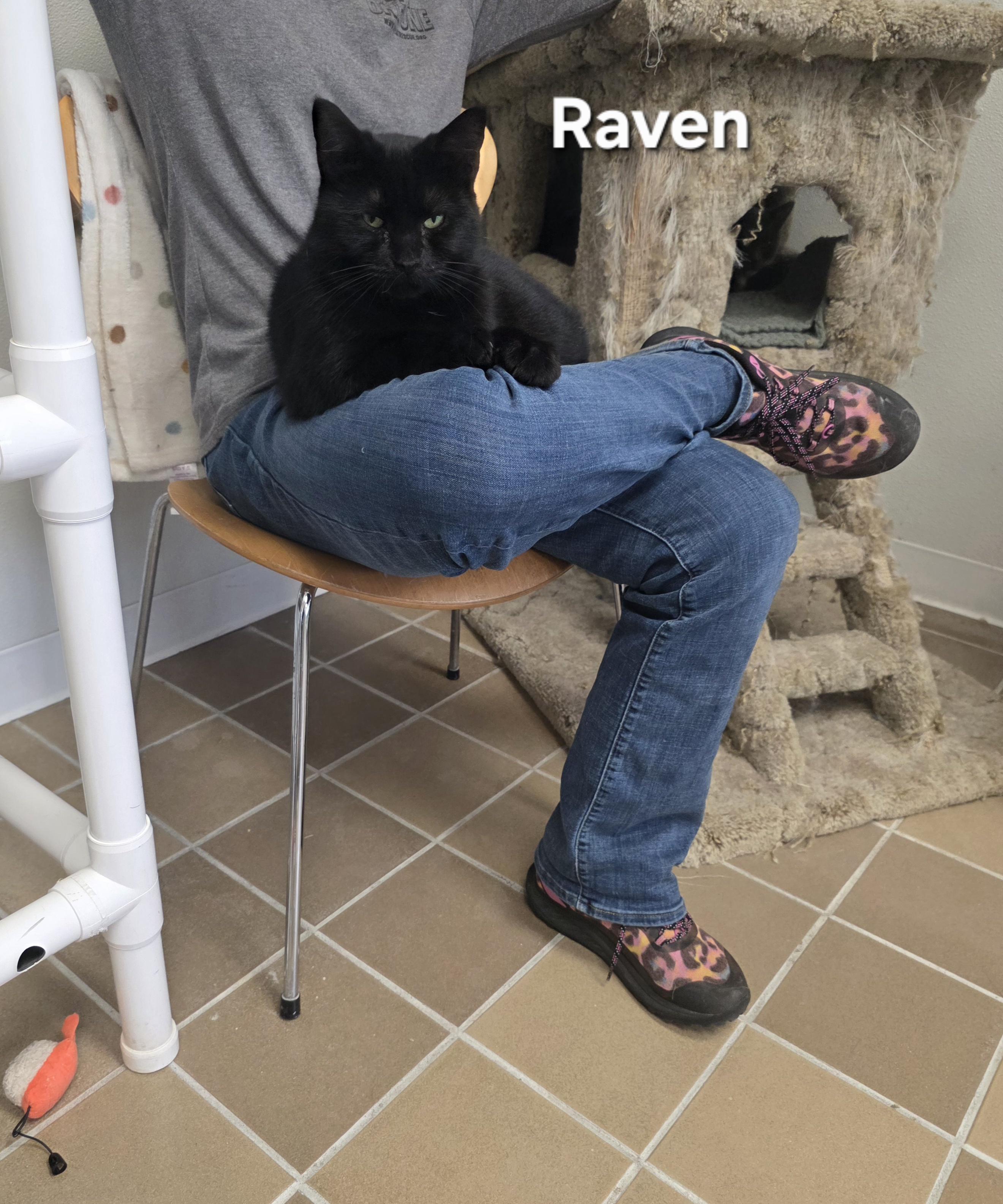 Enlarge Raven, a Adoptable Domestic Short Hair in Temple, PA image 1/3