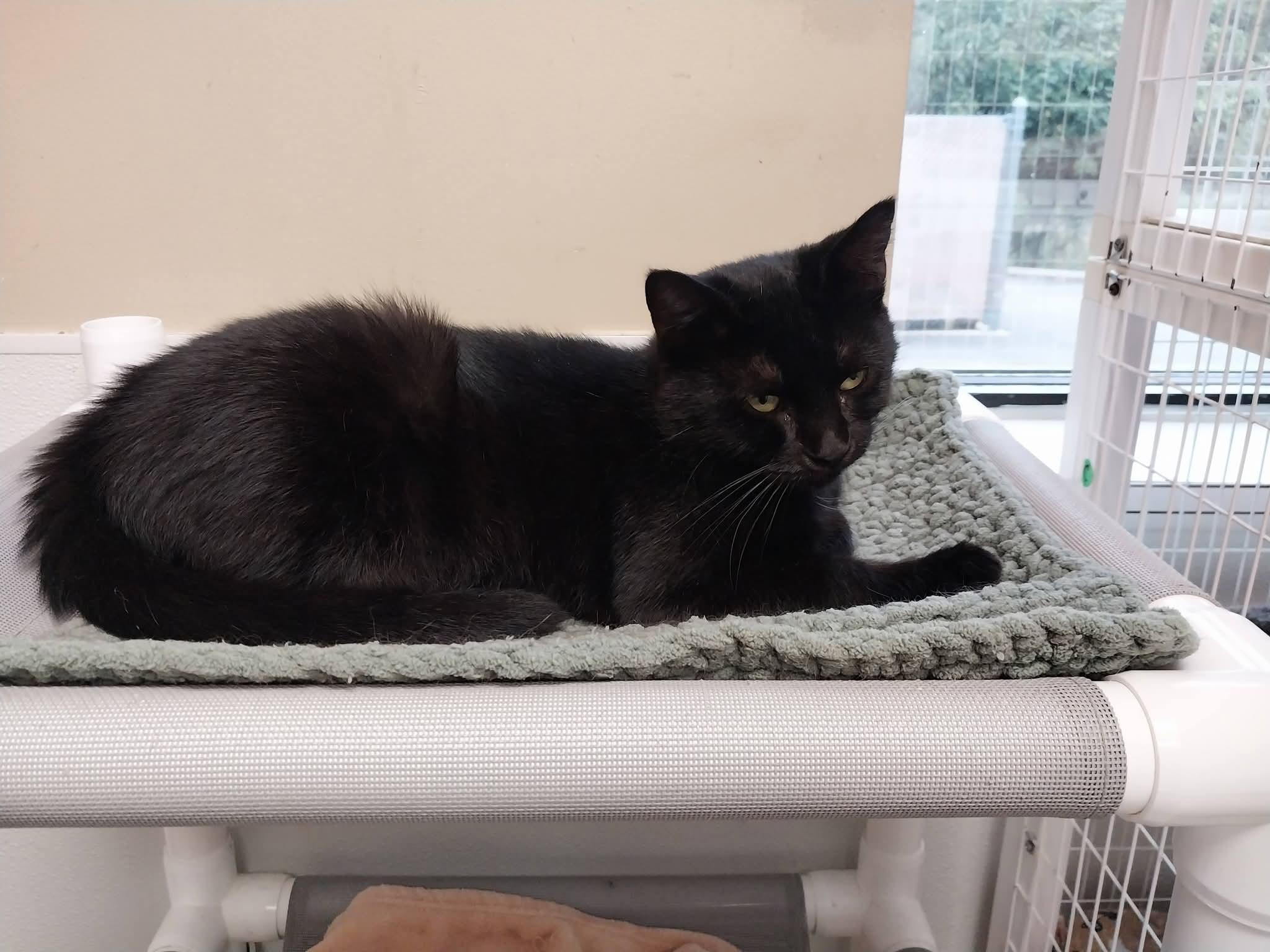 Enlarge Raven, a Adoptable Domestic Short Hair in Temple, PA image 2/3