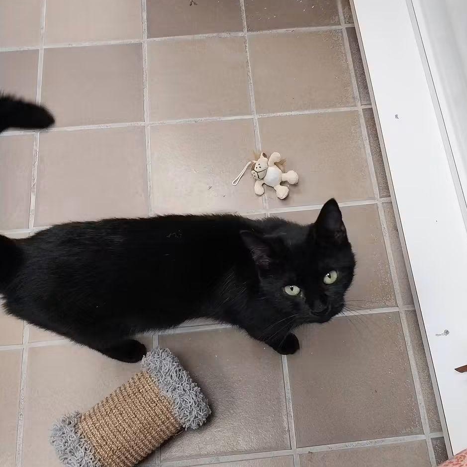 Enlarge Raven, a Adoptable Domestic Short Hair in Temple, PA image 3/3