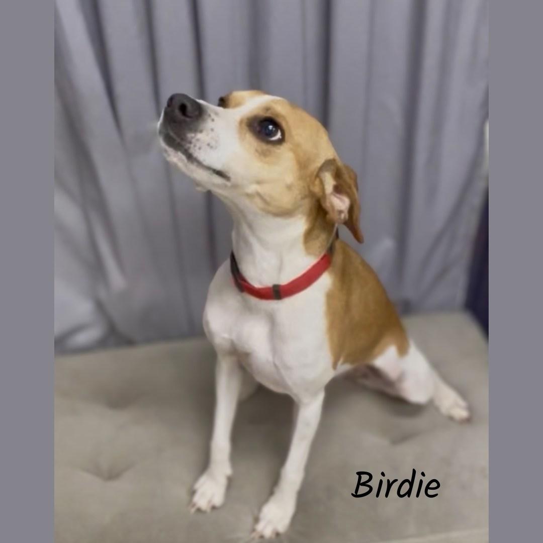 Birdie, ADOPTABLE, Young Female Beagle.