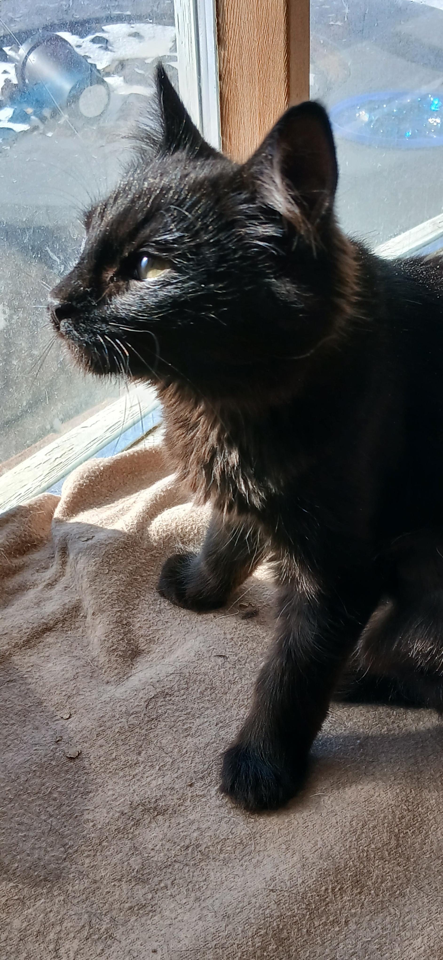 Enlarge PRINCESS MINI MEOW, an adopted Domestic Medium Hair in Tillsonburg, ON image 3/5