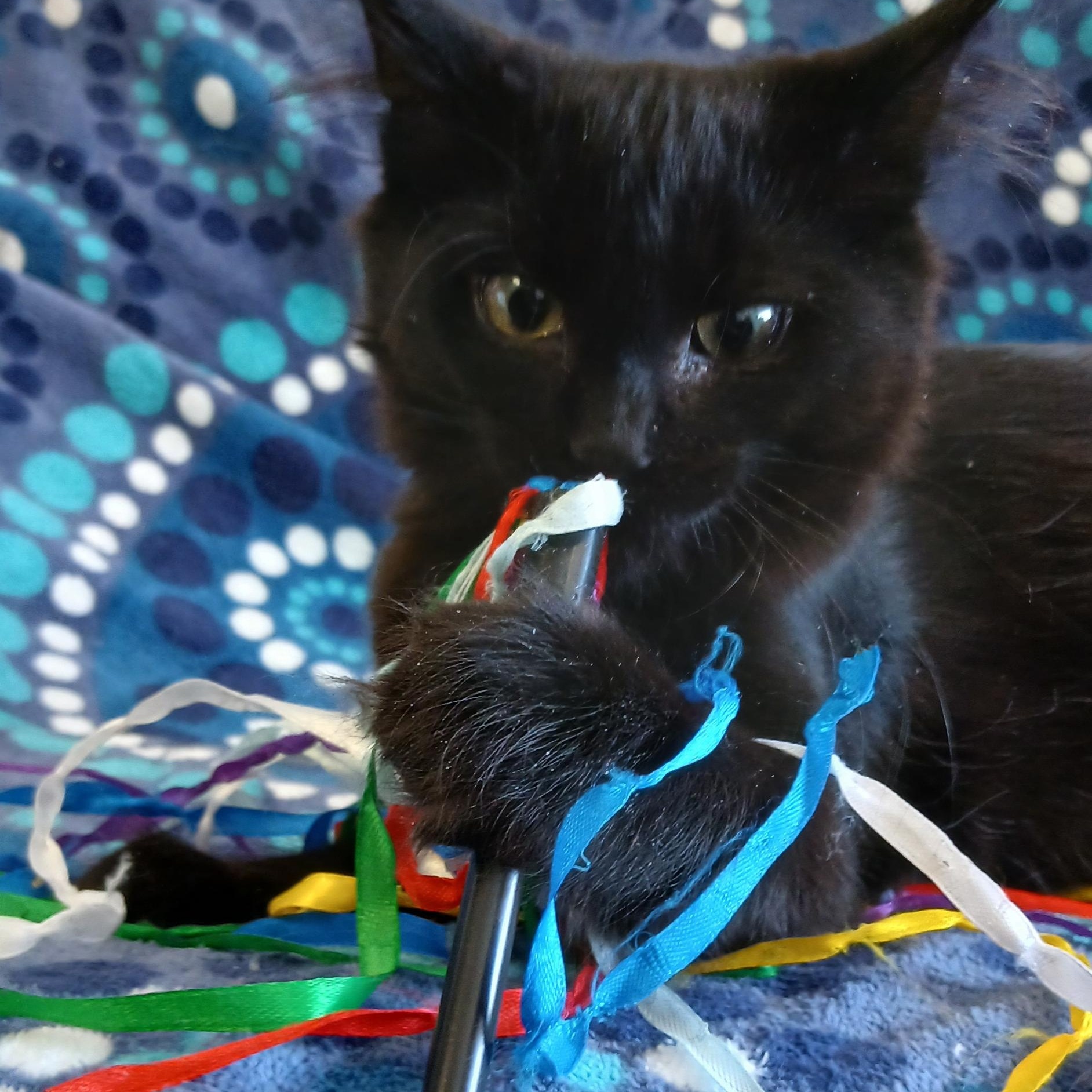 Enlarge PRINCESS MINI MEOW, an adopted Domestic Medium Hair in Tillsonburg, ON image 1/5