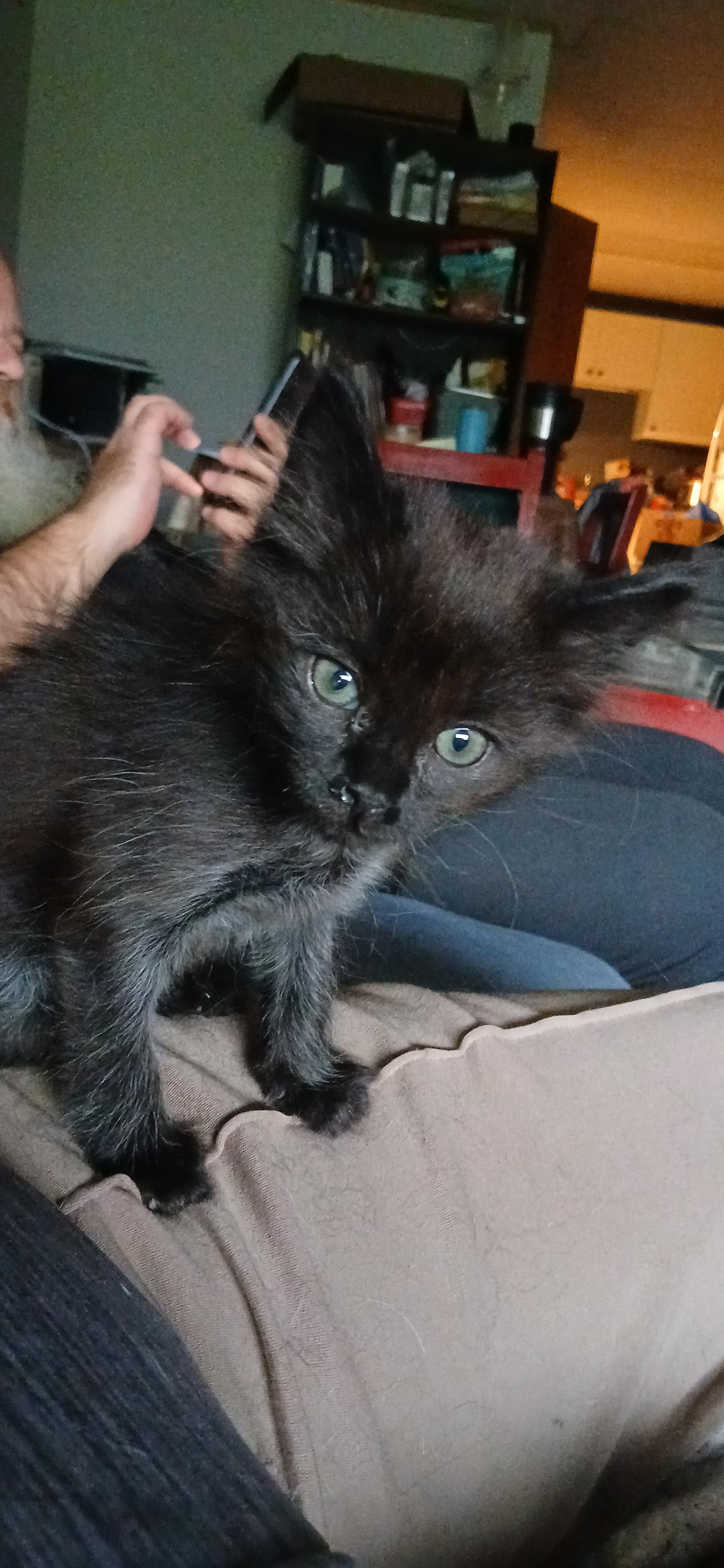 Enlarge PRINCESS MINI MEOW, an adopted Domestic Medium Hair in Tillsonburg, ON image 4/5