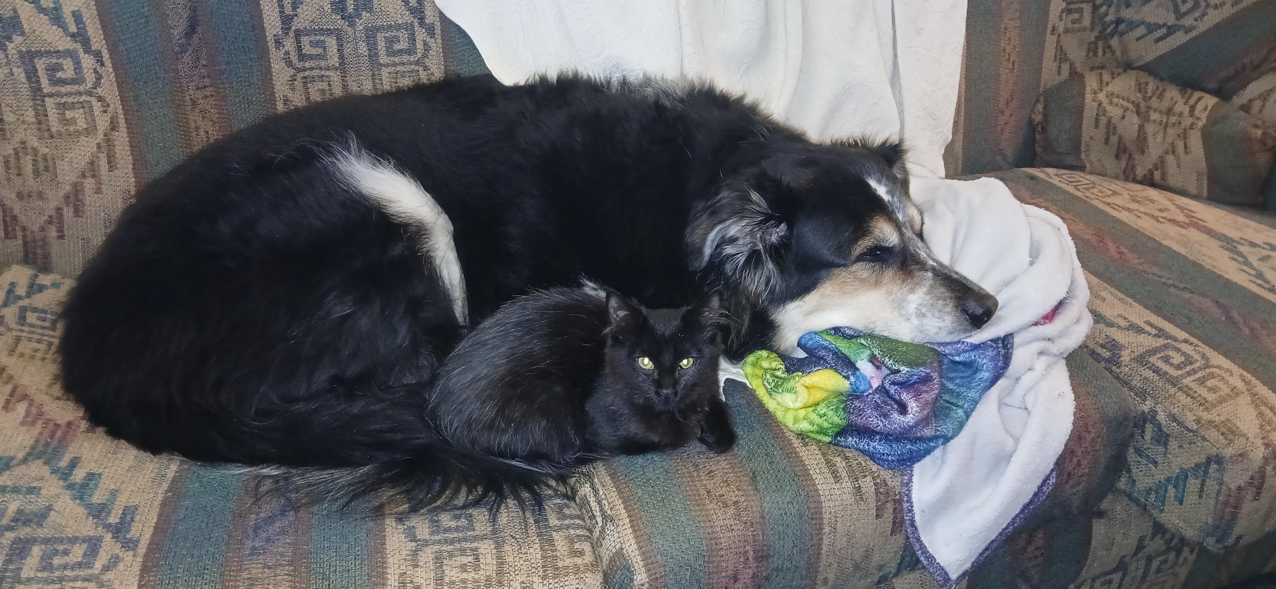 Enlarge PRINCESS MINI MEOW, an adopted Domestic Medium Hair in Tillsonburg, ON image 5/5