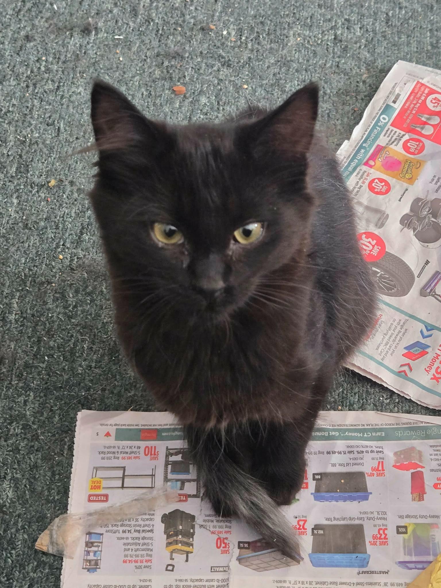 Enlarge PRINCESS MINI MEOW, an adopted Domestic Medium Hair in Tillsonburg, ON image 2/5