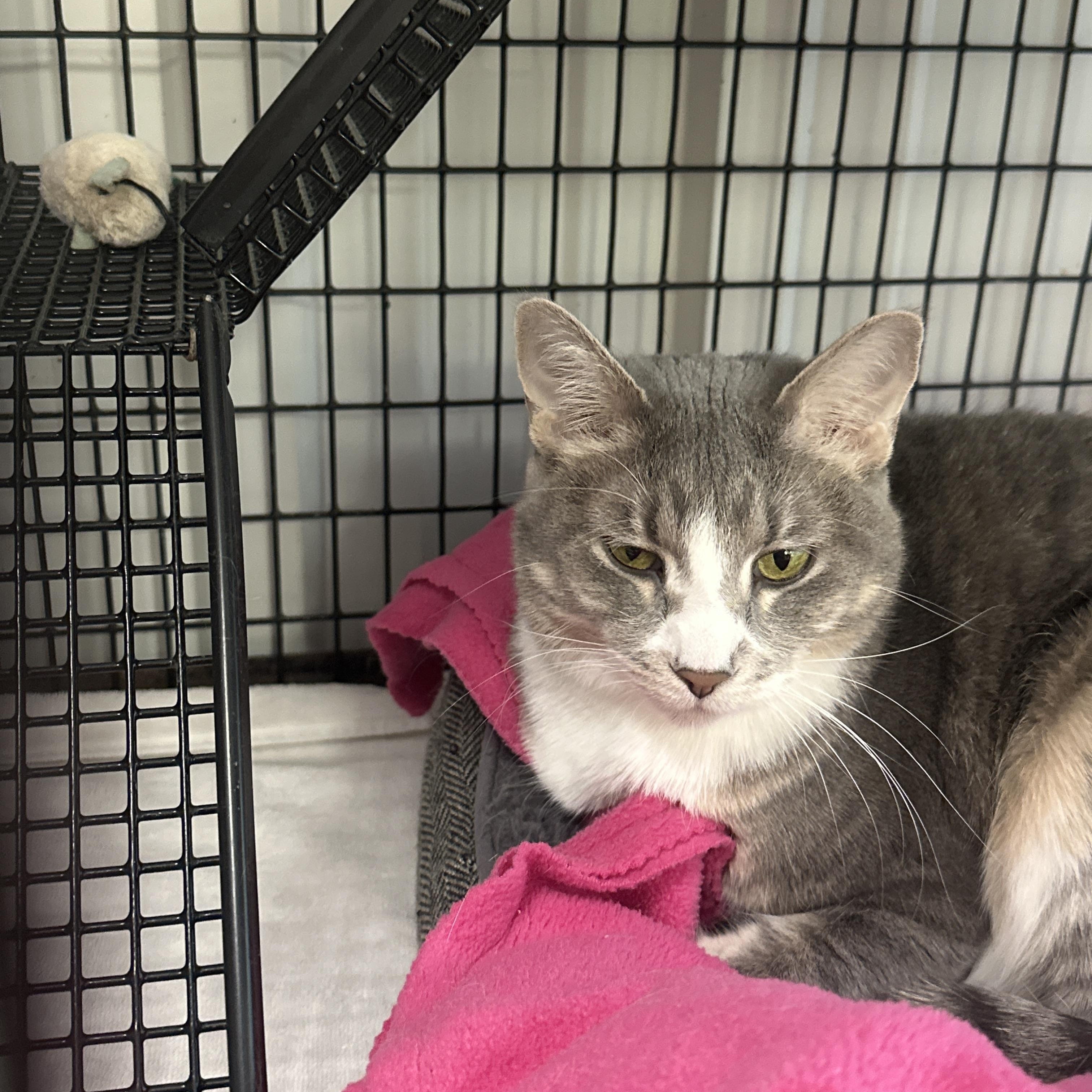 Enlarge Pebbles, a ADOPTABLE Domestic Short Hair in Mauston, WI image 1/1