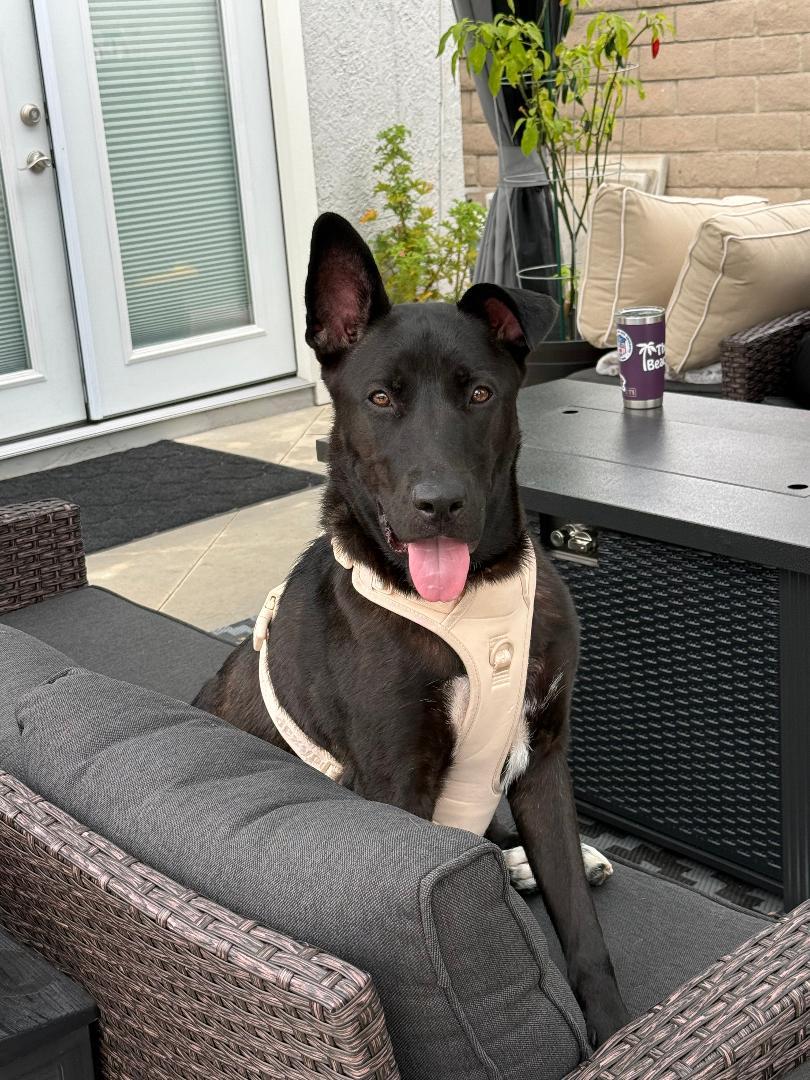Rocco, ADOPTABLE, Young Male Husky & Labrador Retriever.