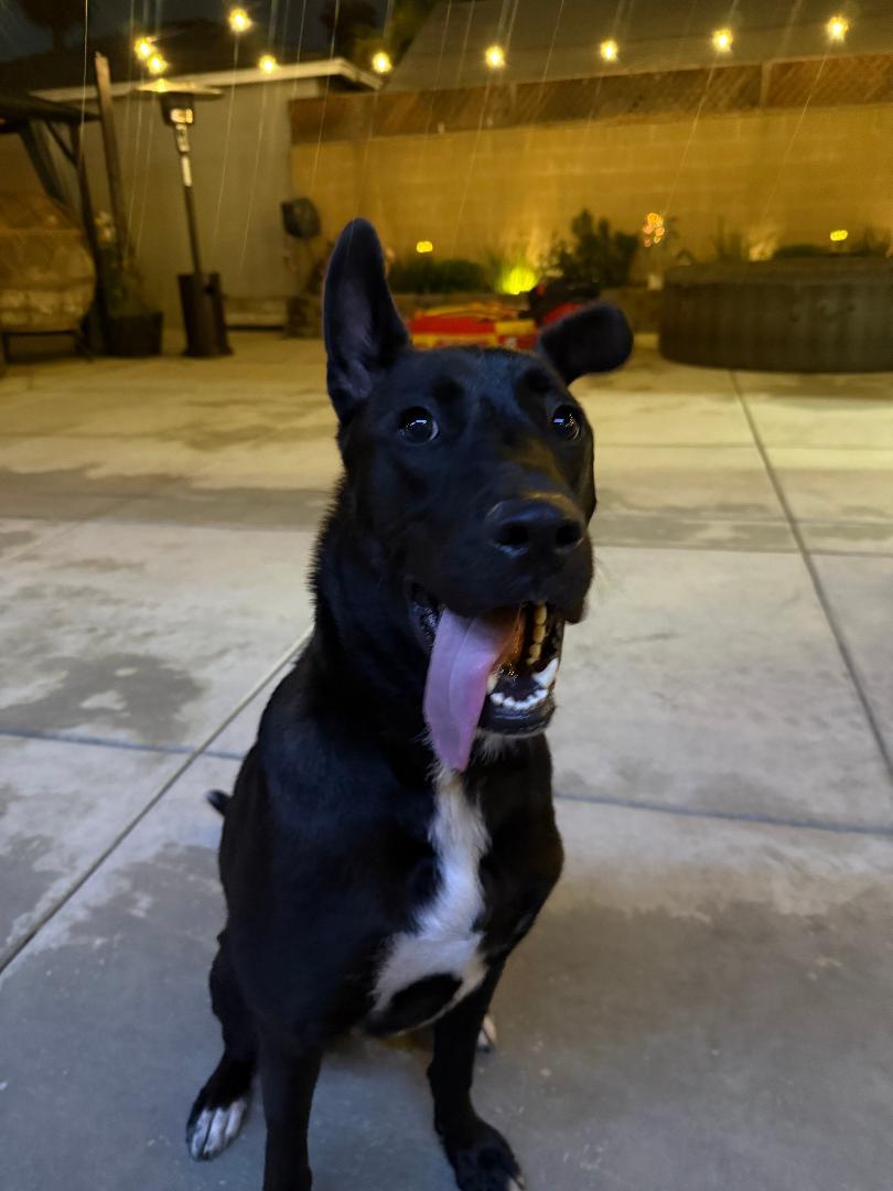 Enlarge Rocco, a ADOPTABLE mixed breed in Torrance, CA image 3/4