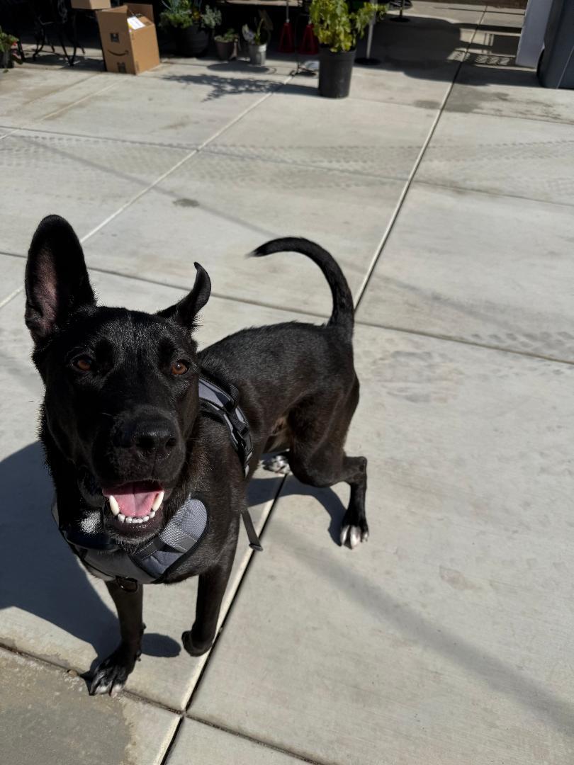 Enlarge Rocco, a ADOPTABLE mixed breed in Torrance, CA image 2/4