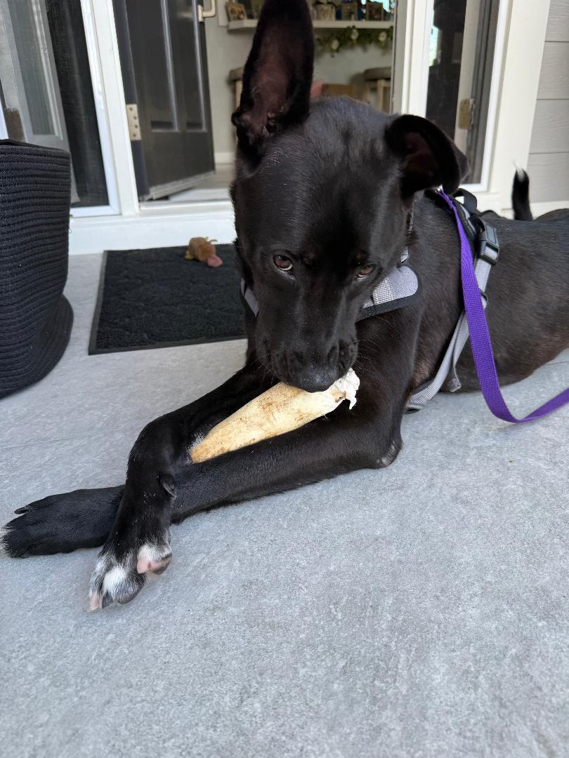 Enlarge Rocco, a ADOPTABLE mixed breed in Torrance, CA image 4/4