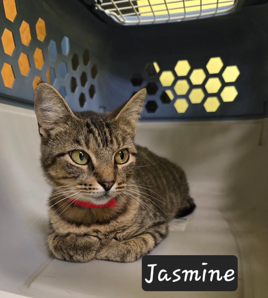 Jasmine, Adoptable, Young Female Domestic Short Hair.