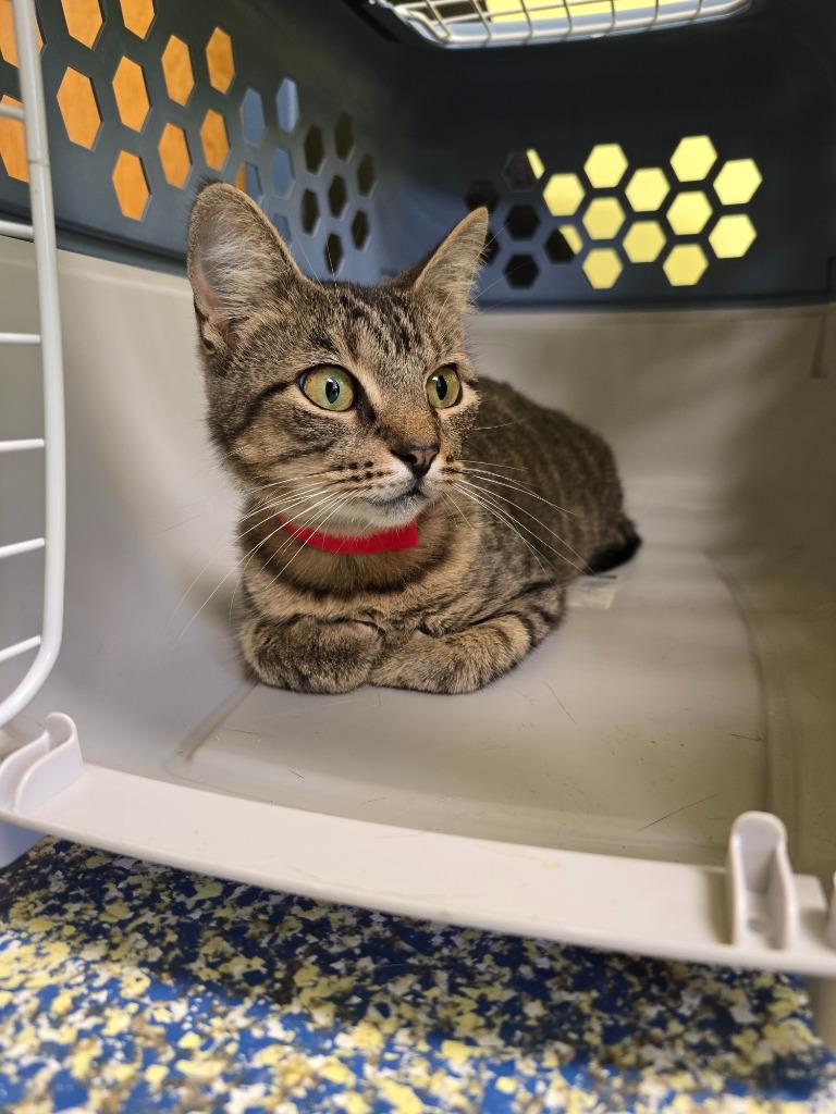 Enlarge Jasmine, a Adoptable mixed breed in Maumelle, AR image 2/6